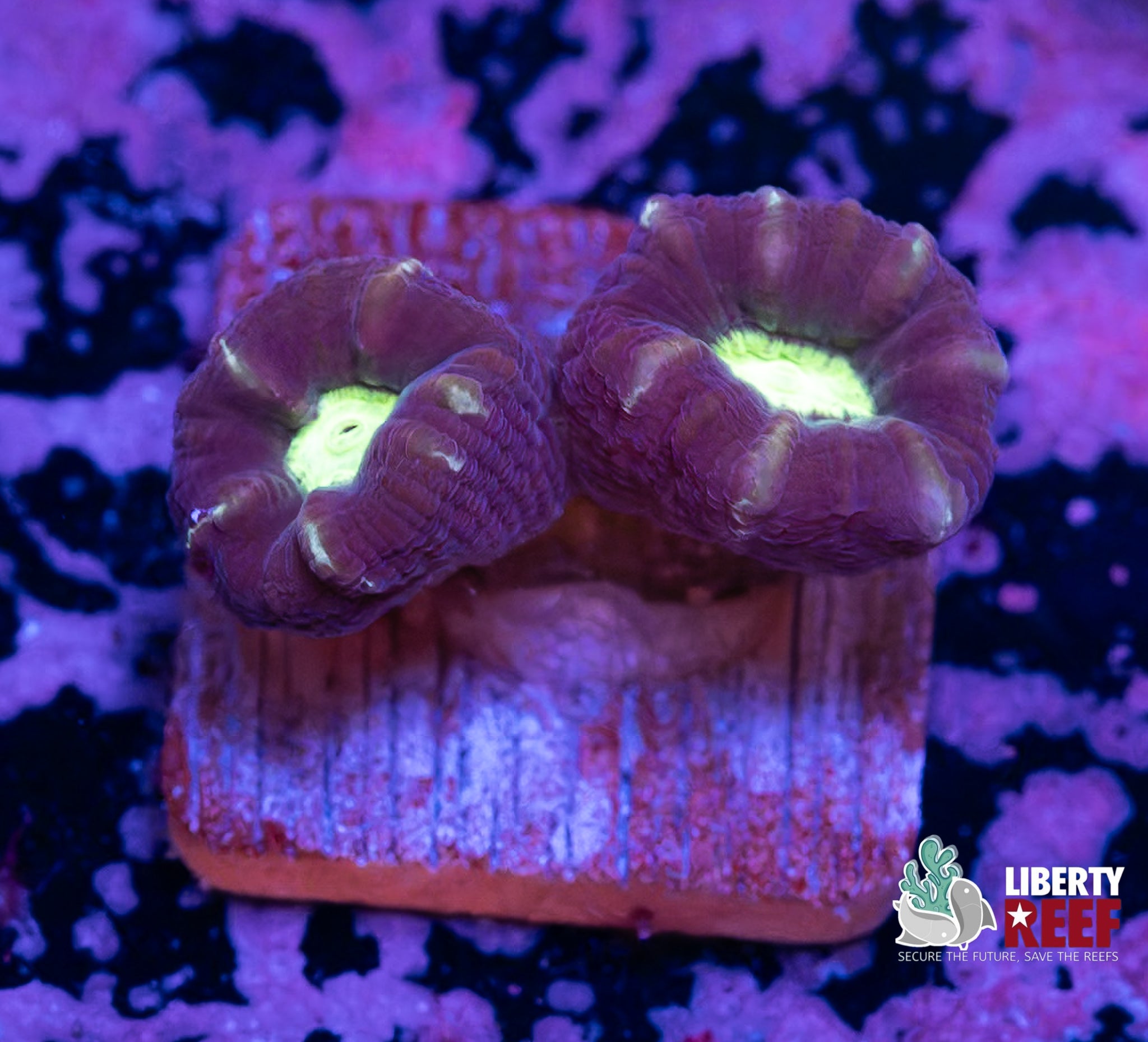 Alien Eye Candy Cane