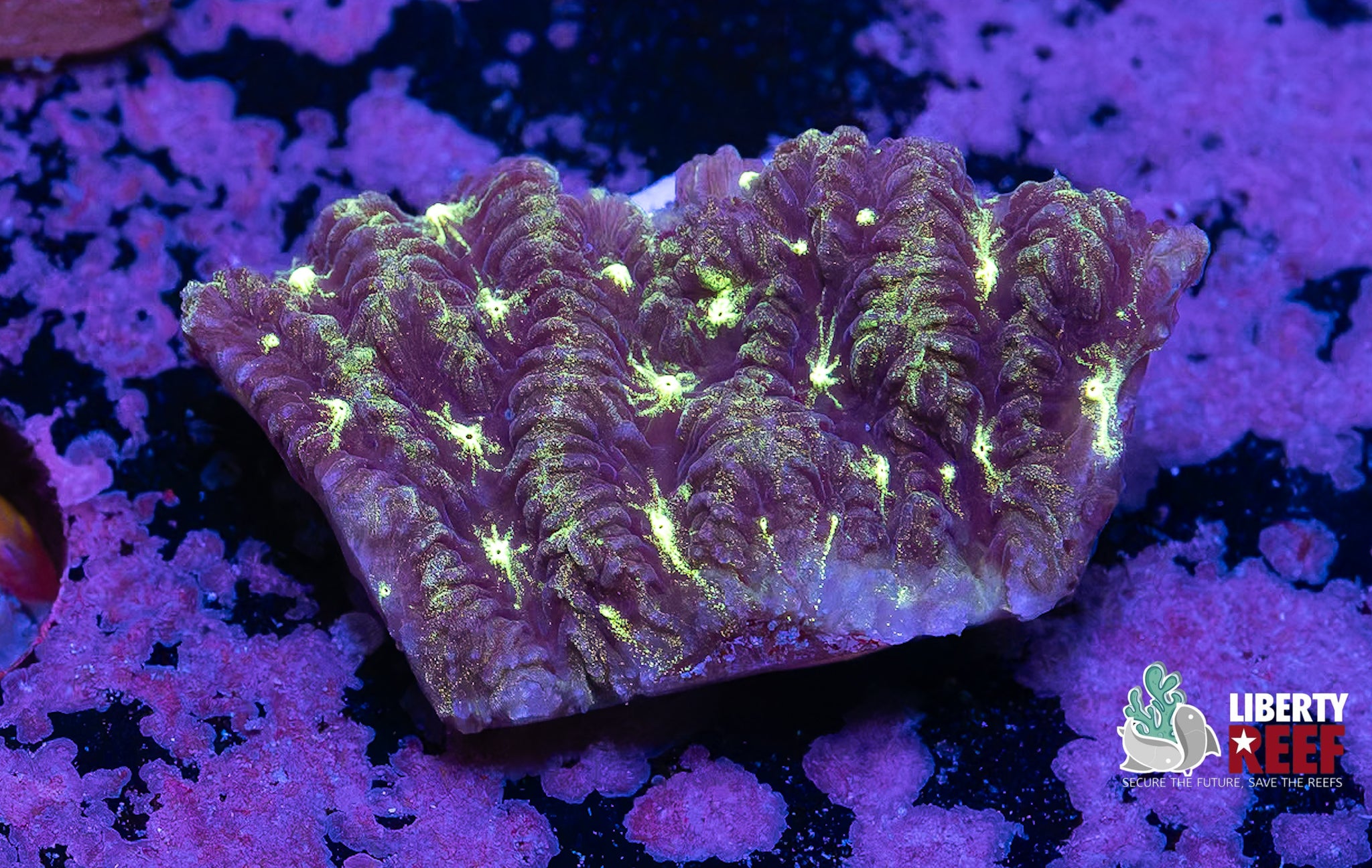 Galactic Maze Coral