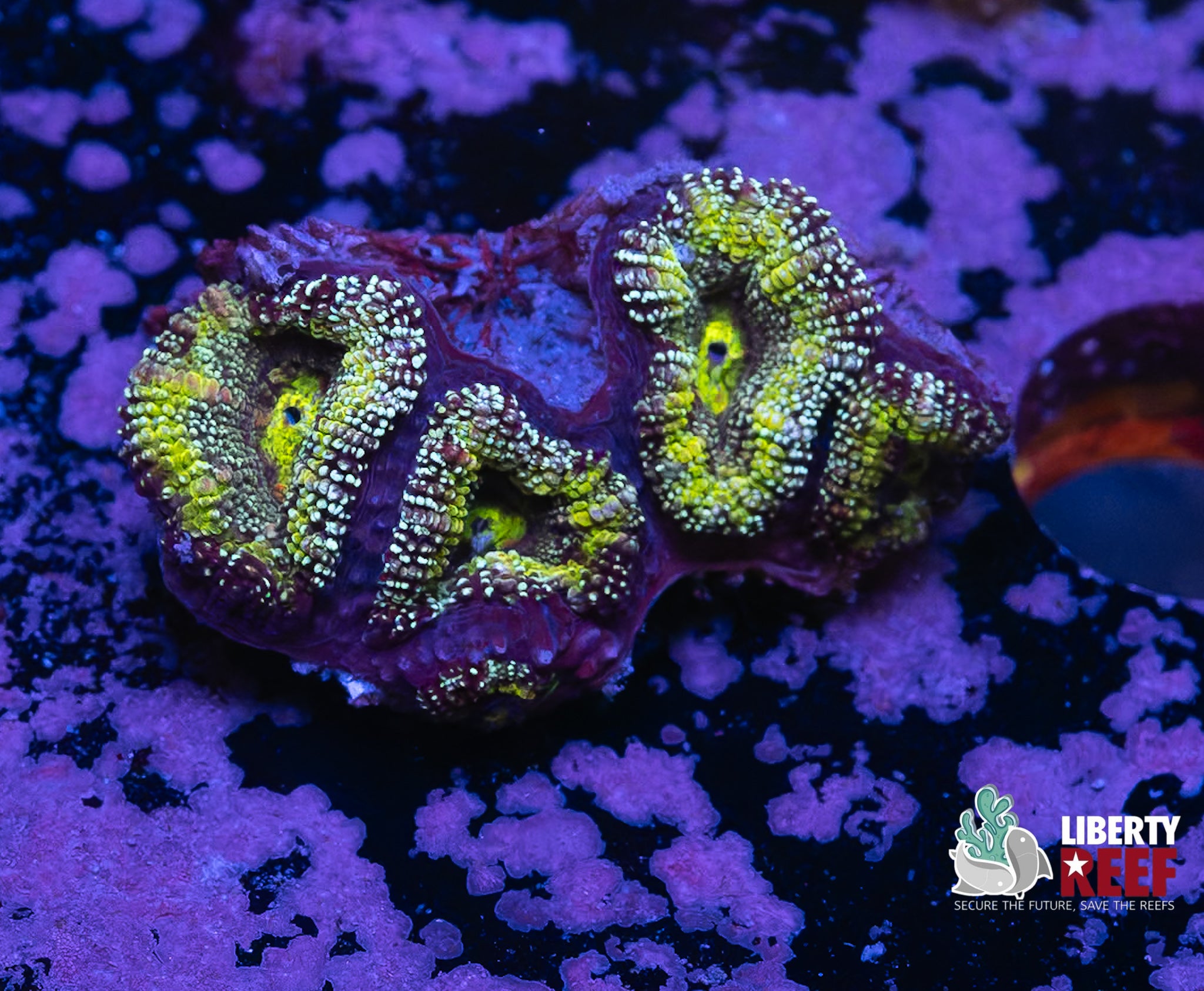 Blue-Green Acan Chunk