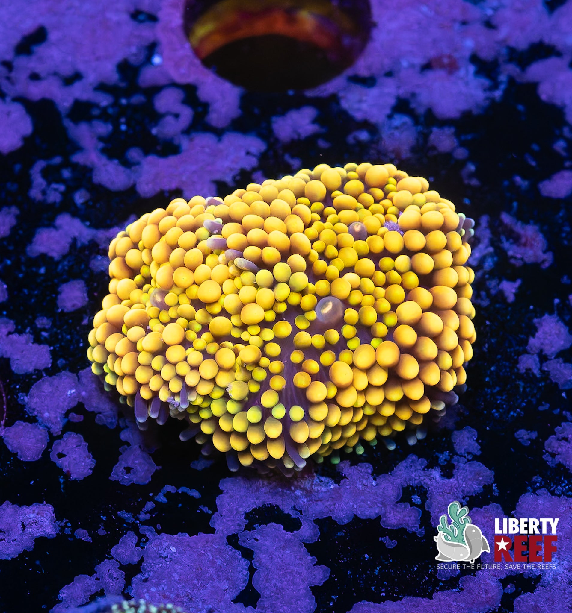 Sunshine Ricordea Mushroom