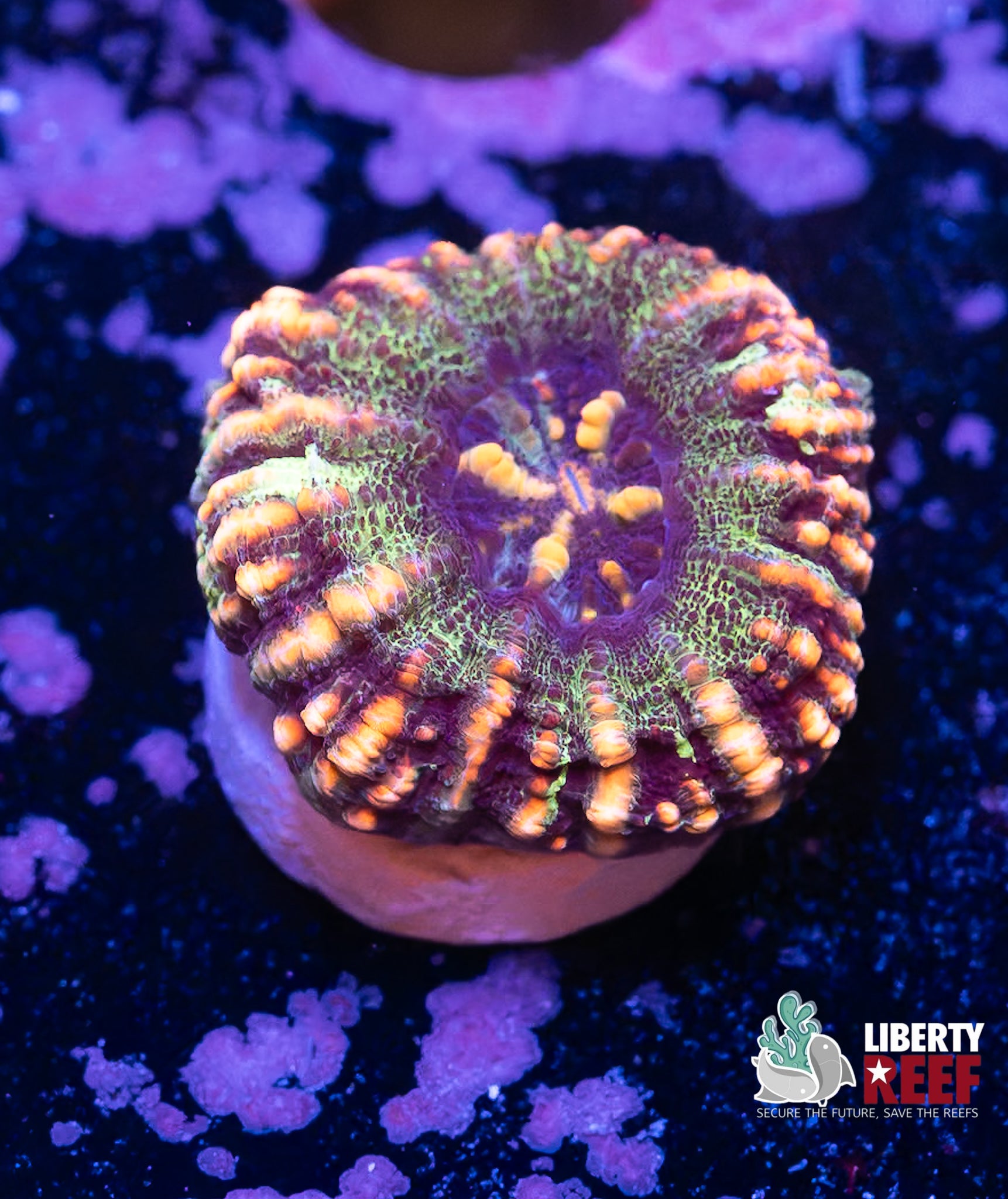 Tiger Stripe Button Scoly