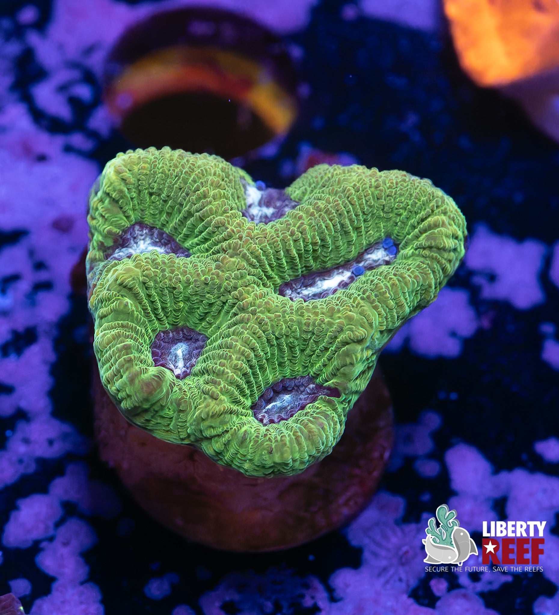 Rolling Hills Maze Coral