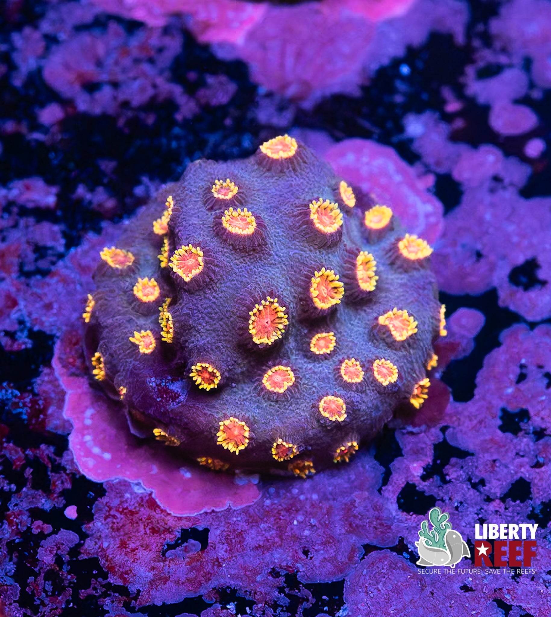 Orange Blossom Cyphastrea