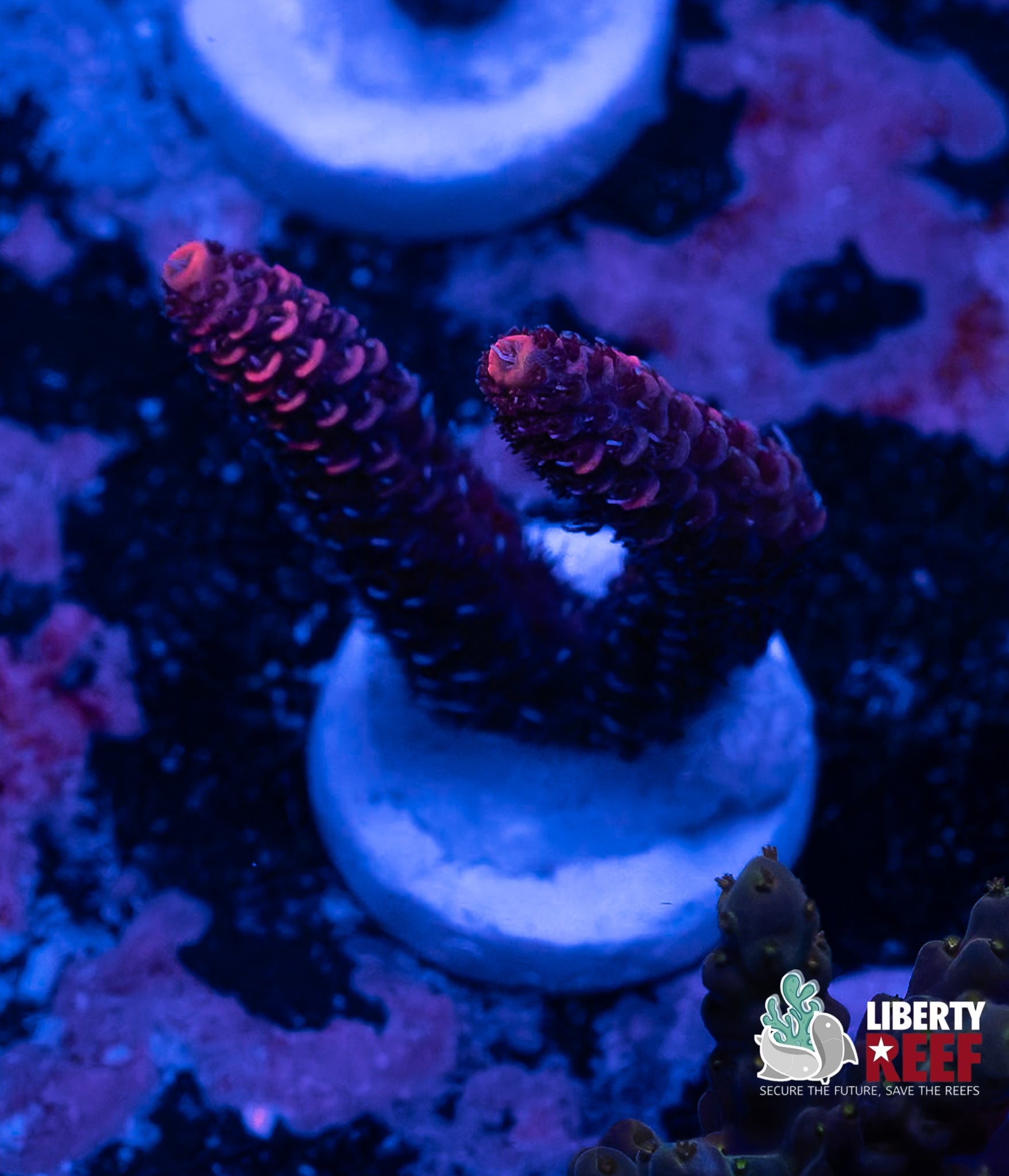 Ruby Red Acro