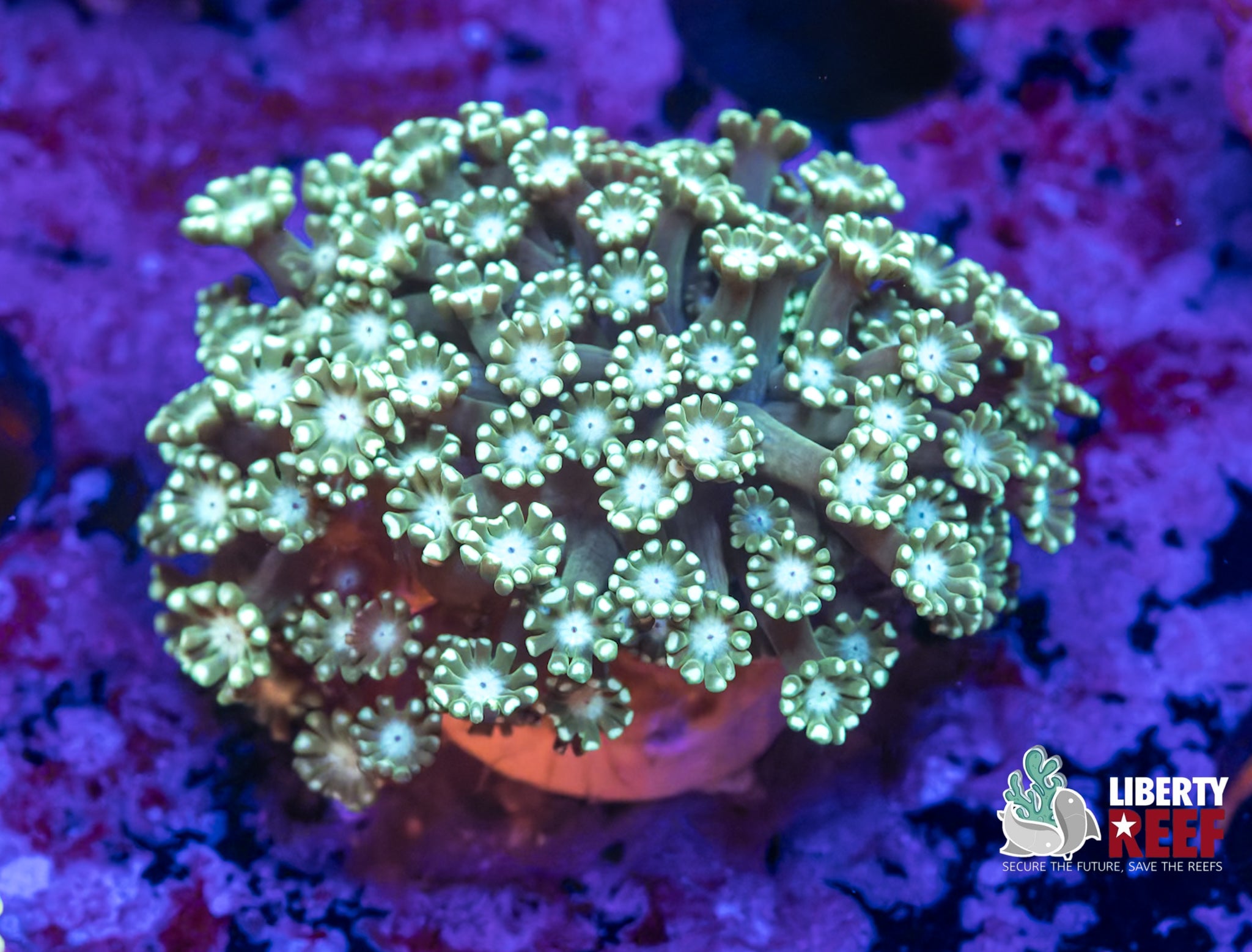 Green Goddess Alveopora