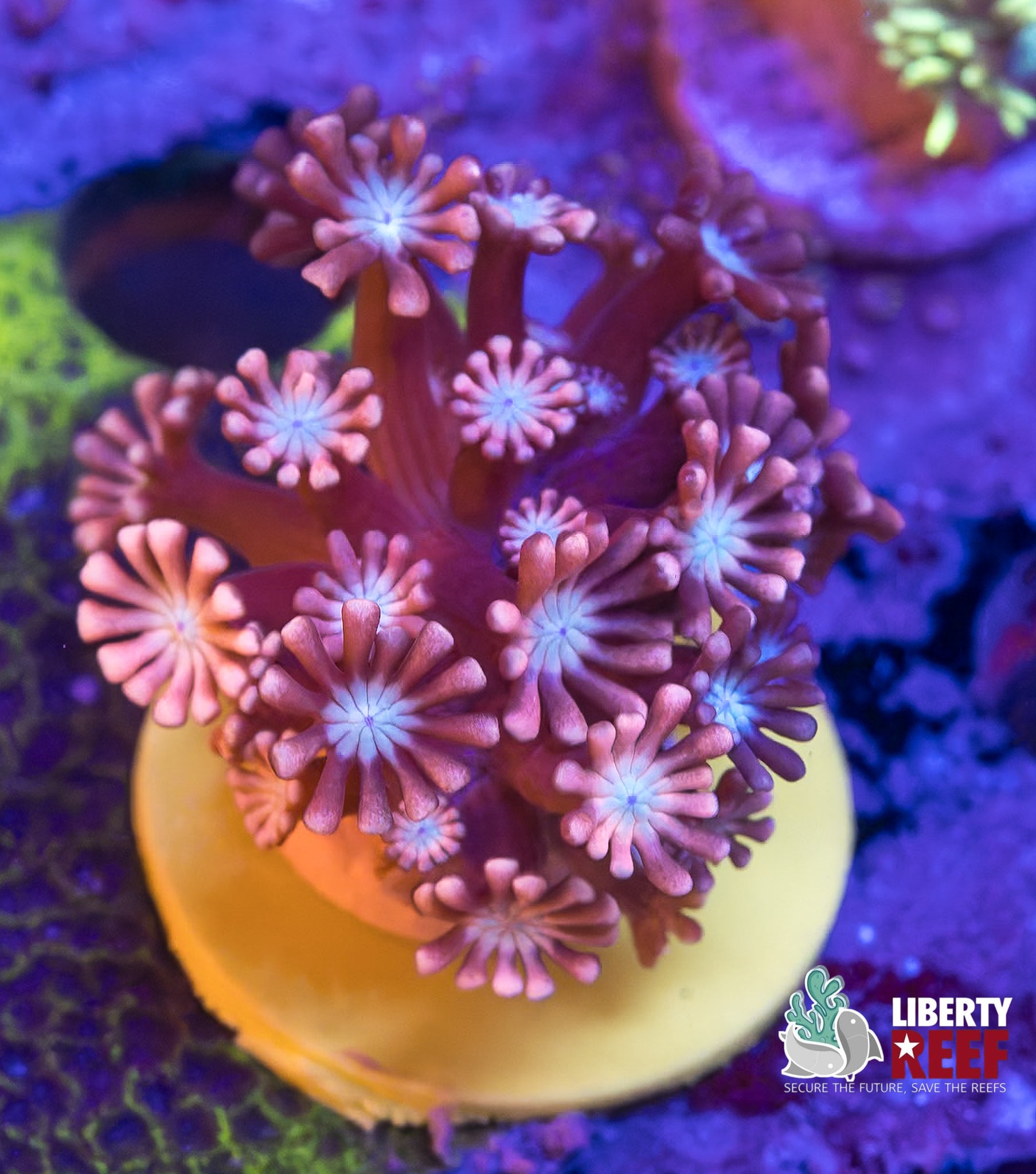 Pink Bubblegum Alveopora