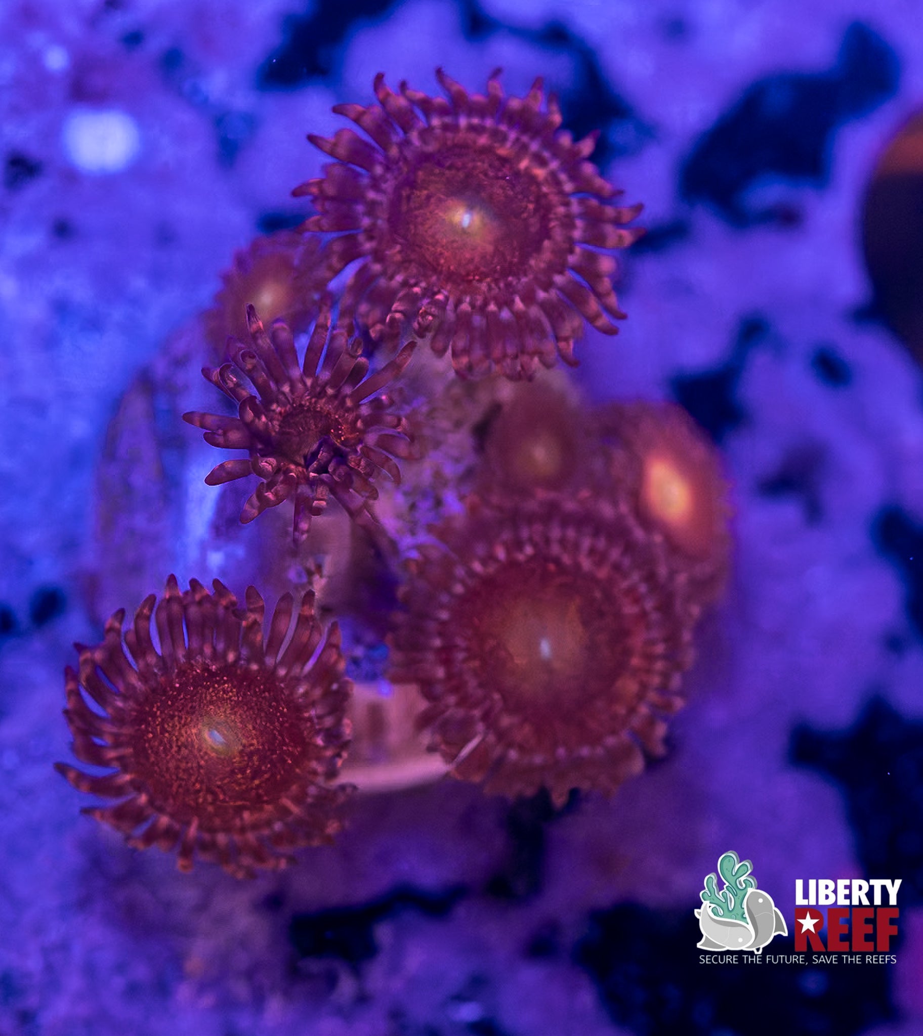 Halle Berry Zoas