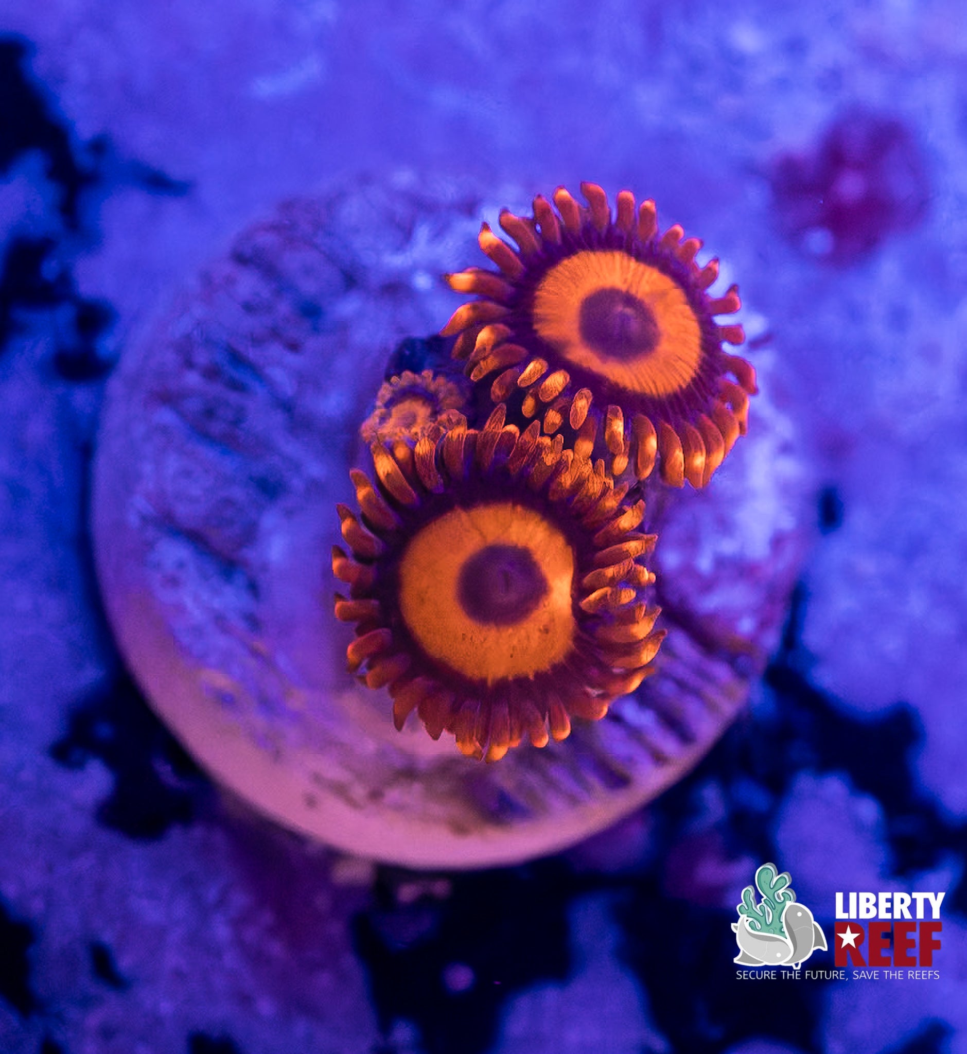Orange Oxide Zoas