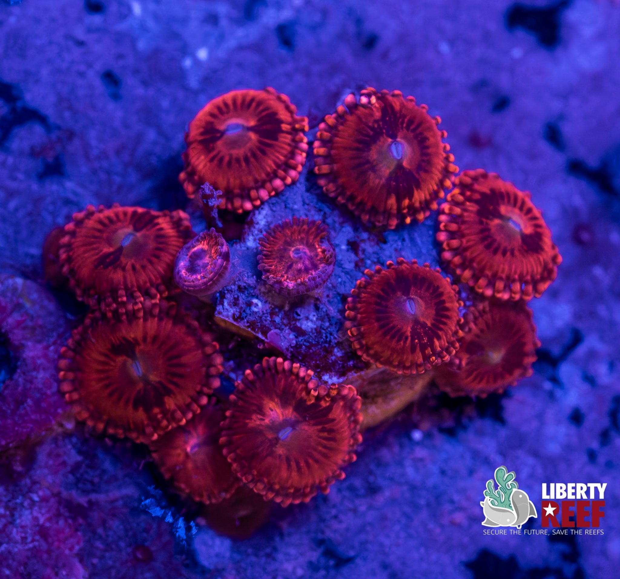 Mohawk Zoas