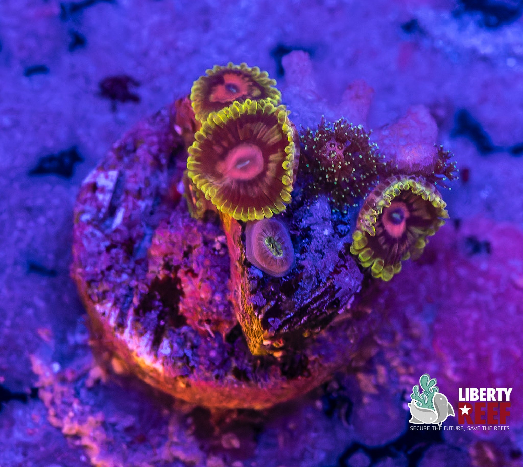 Scarlett Fever Combo Zoas