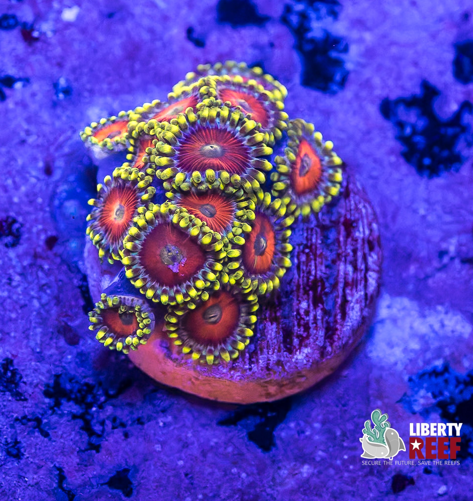 Widowmaker Zoas