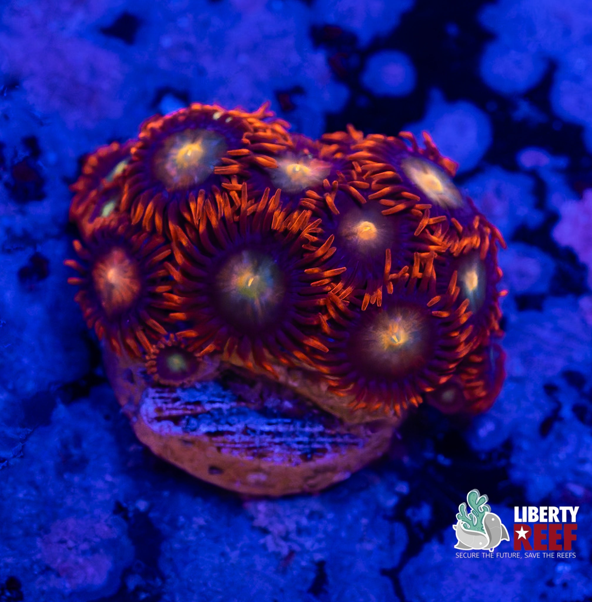 Punk Rocker Zoas