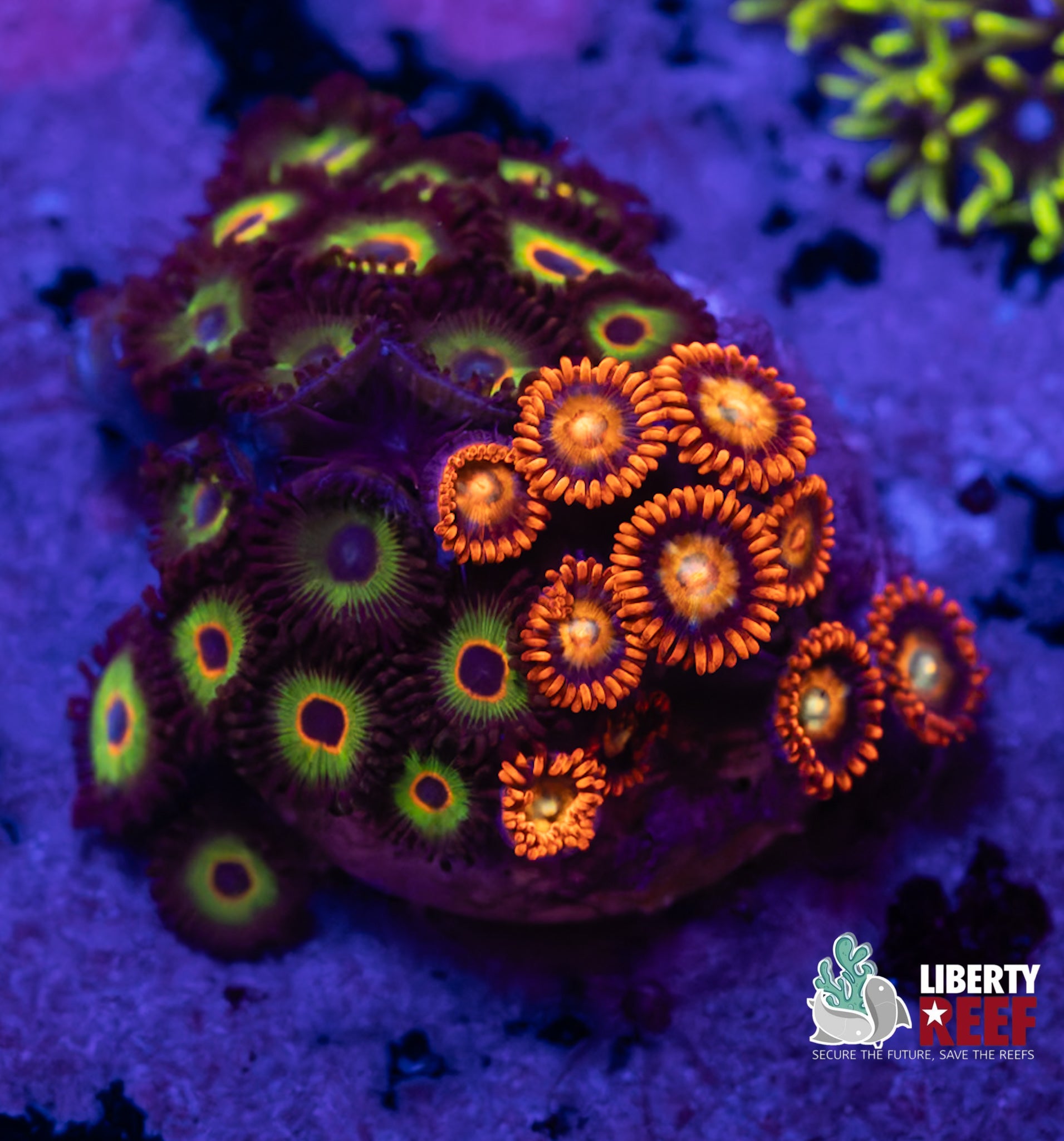 Bob Marley Combo Frag Zoas