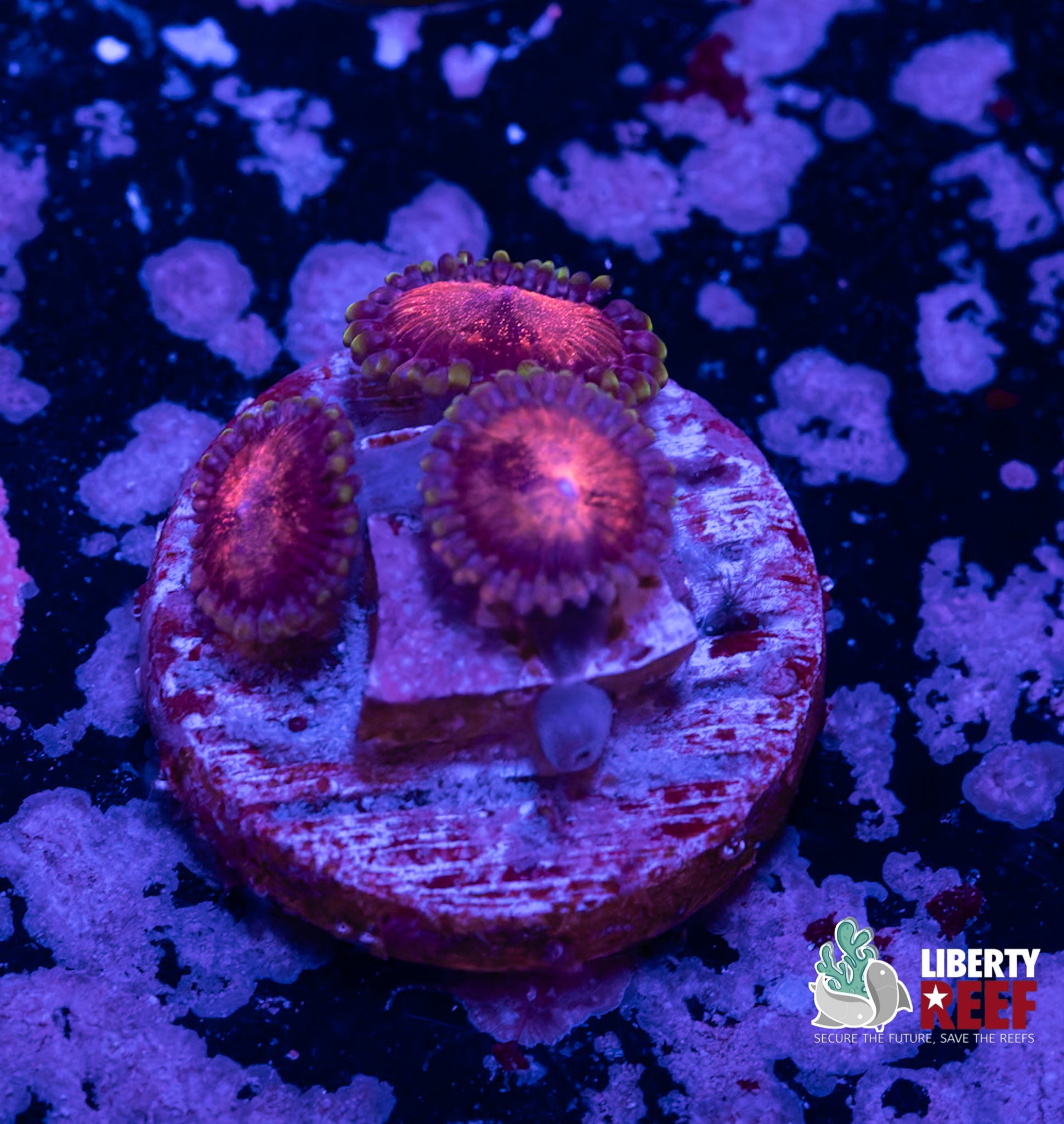Scarlett Fever Zoas