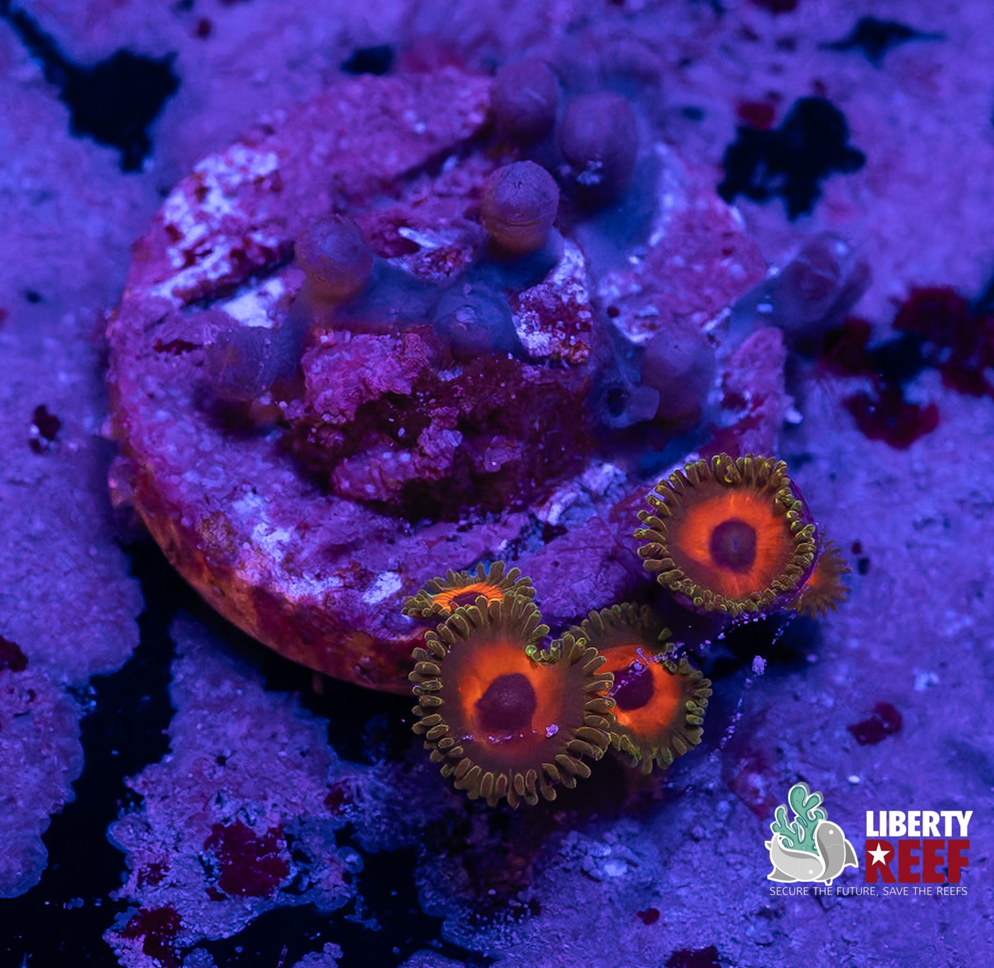 Tarzan Zoas