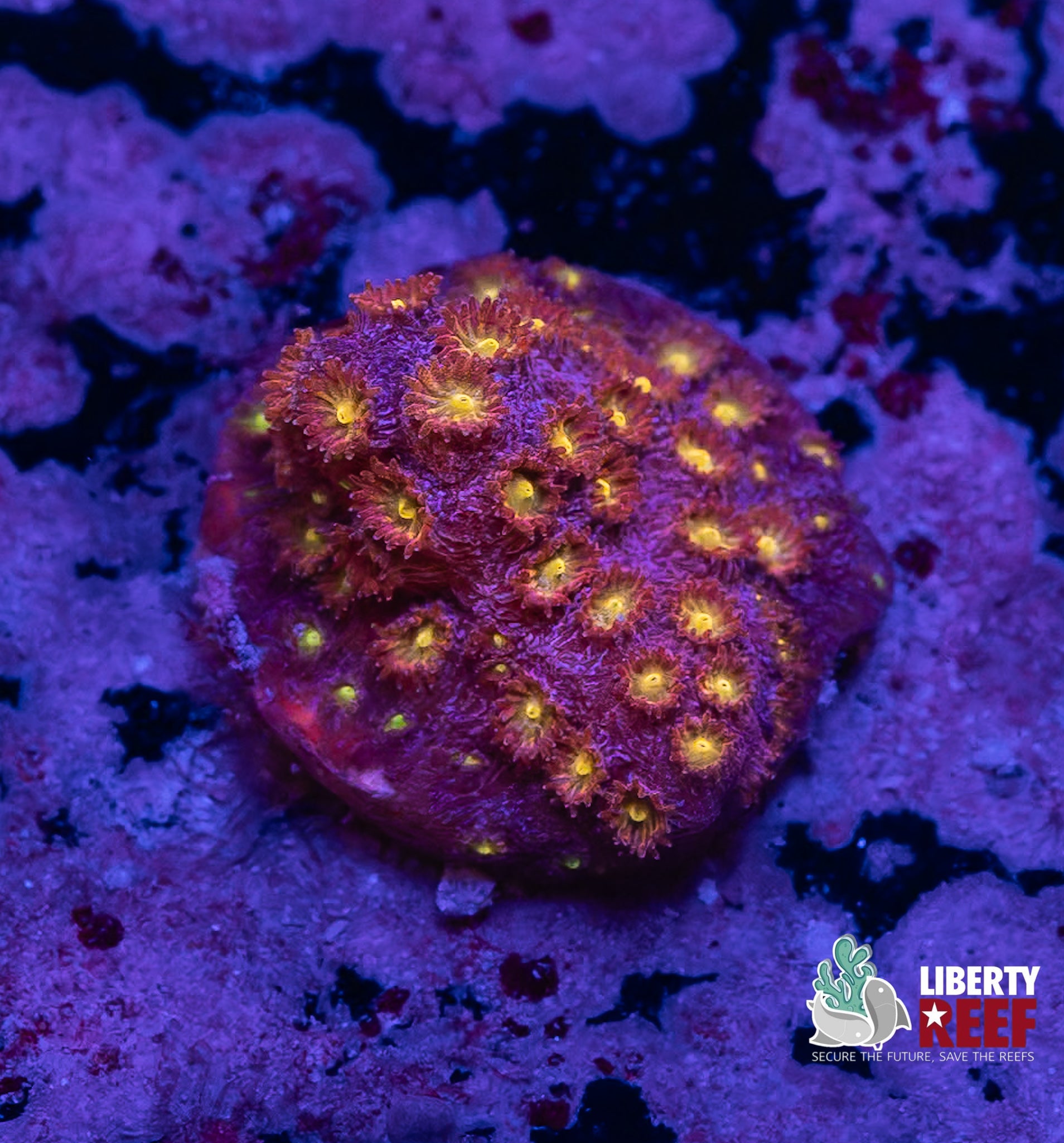 Purple Monster Cyphastrea