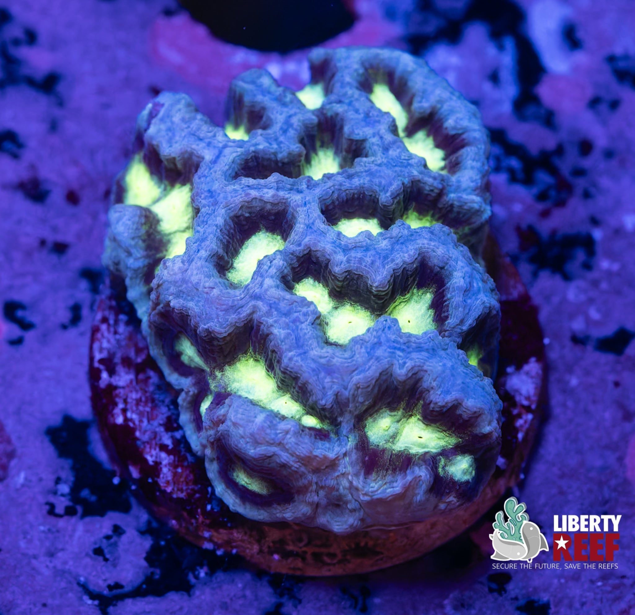 Galactic Maze Coral