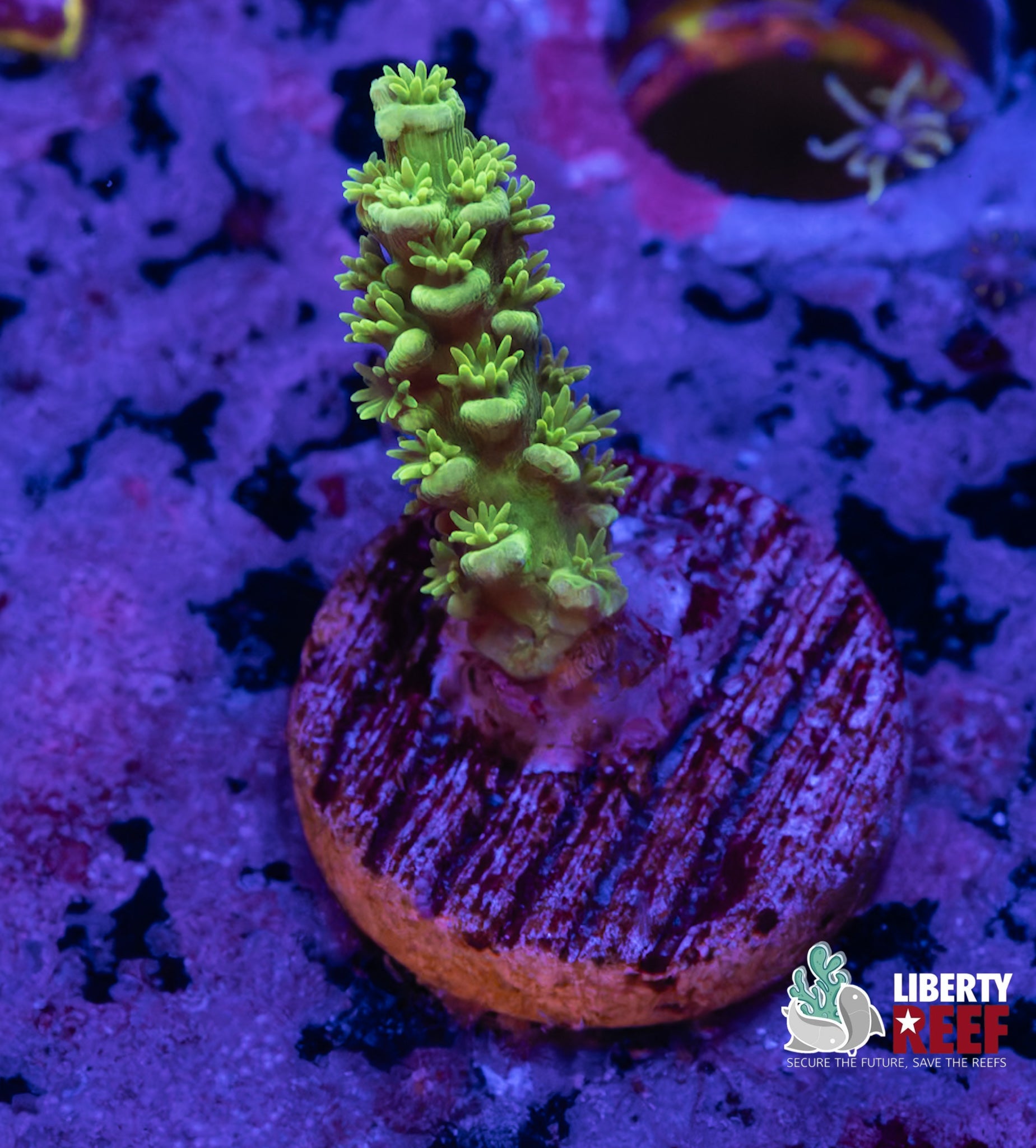 Acro Frag