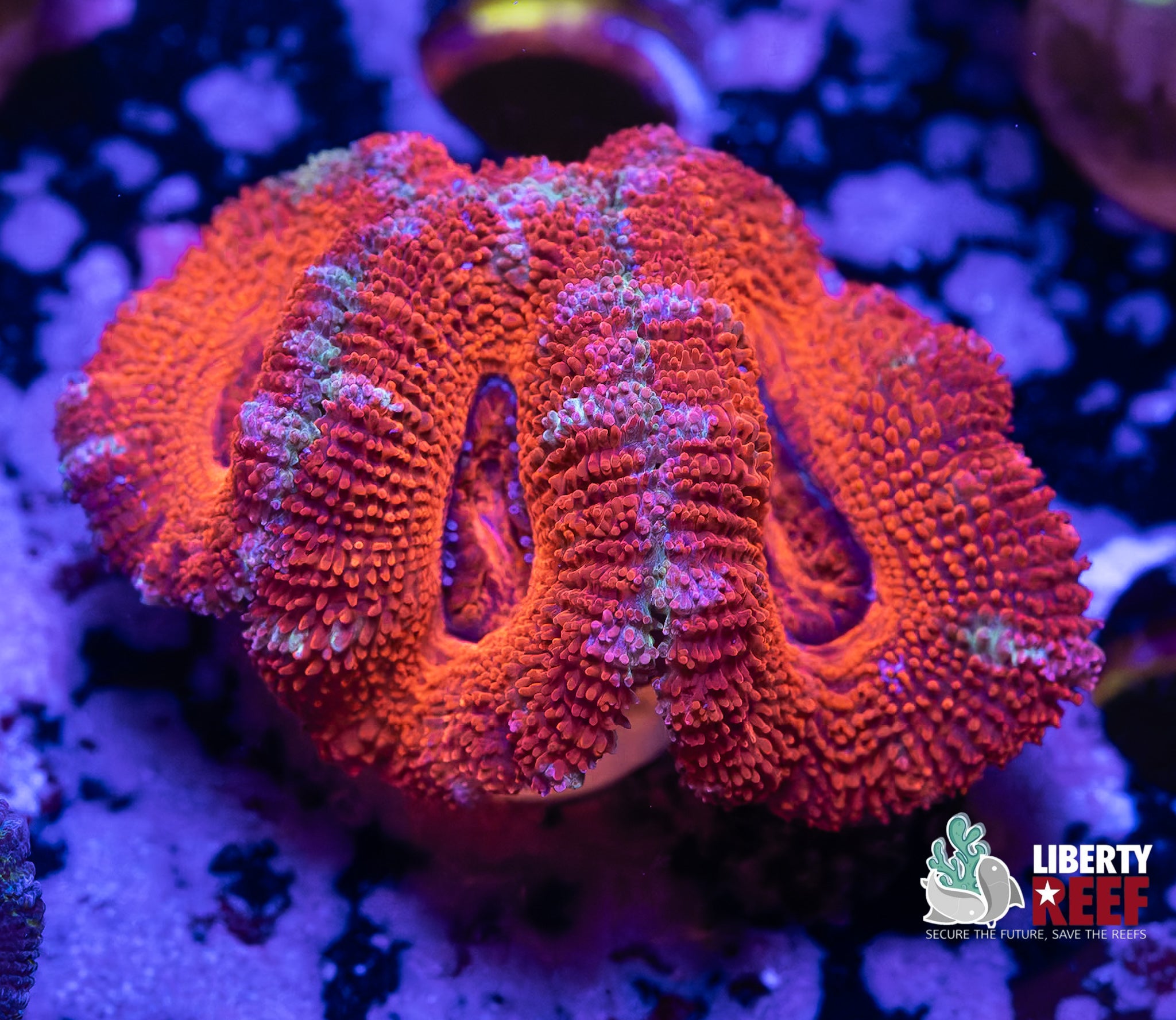 Cherry Bomb Acan Frag