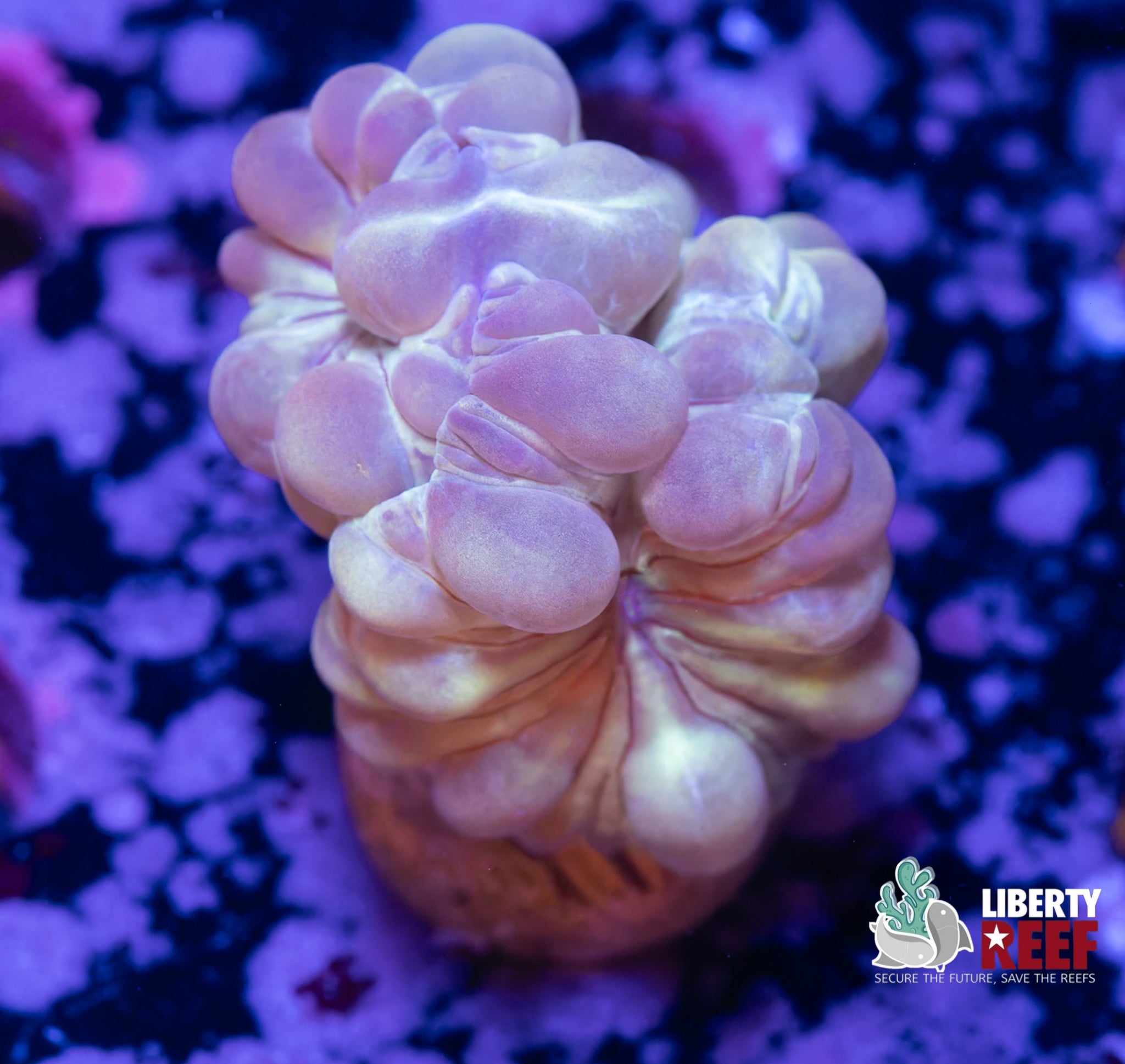 Iridescent Fox Coral