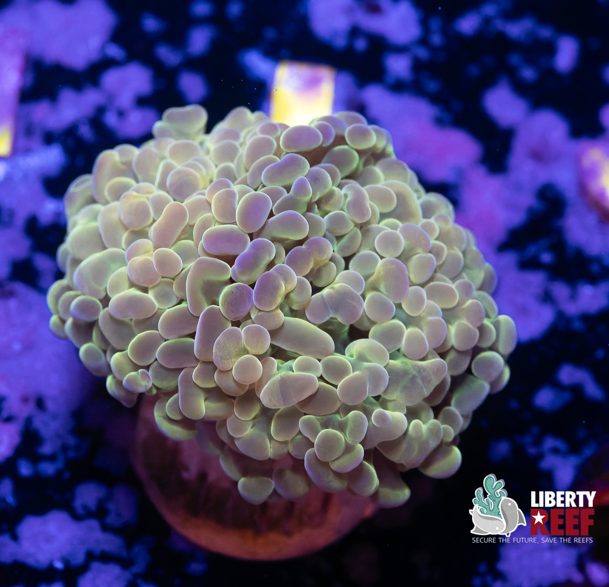 Green Galactic Hammer