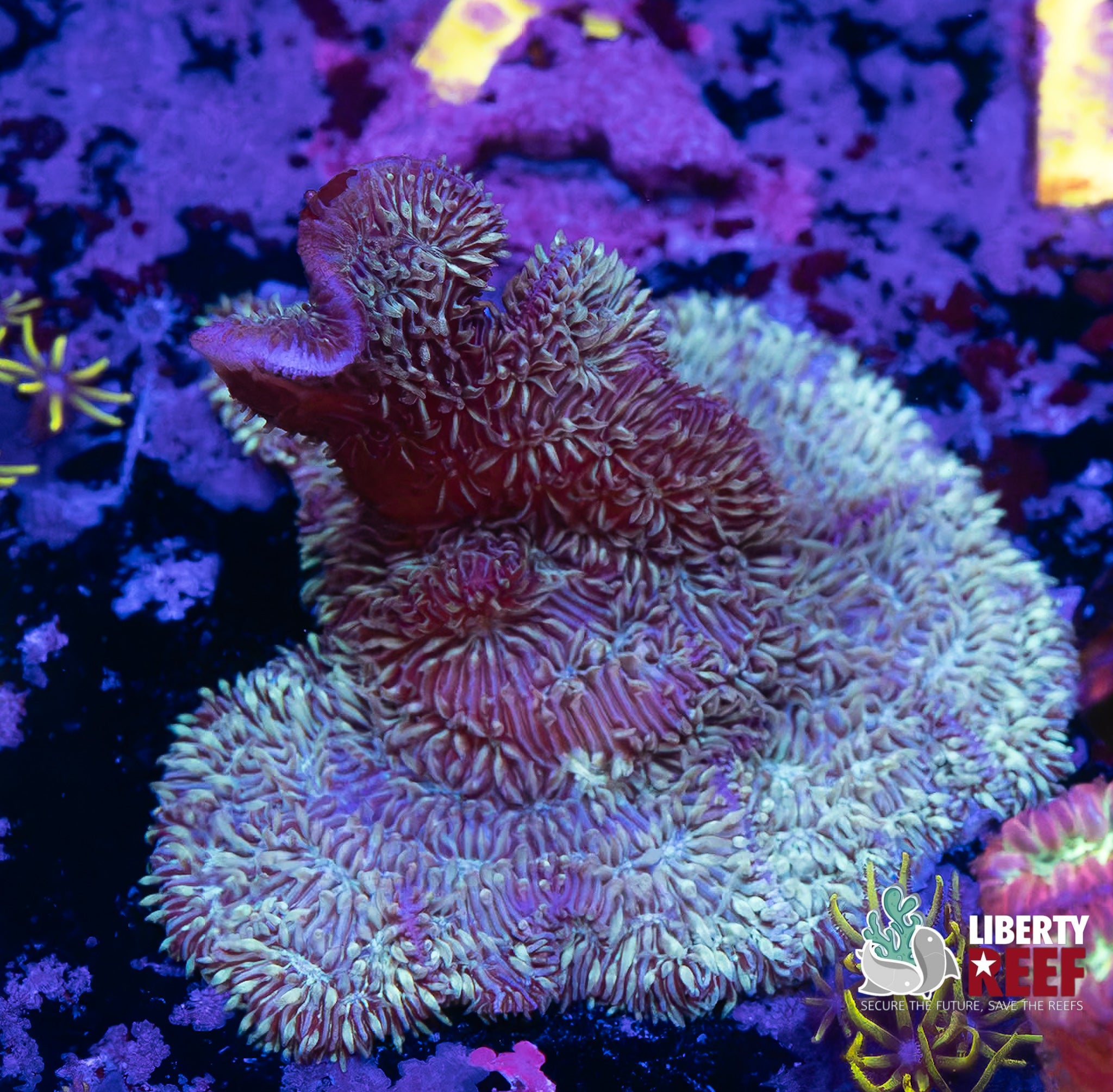 Branching Leptastrea