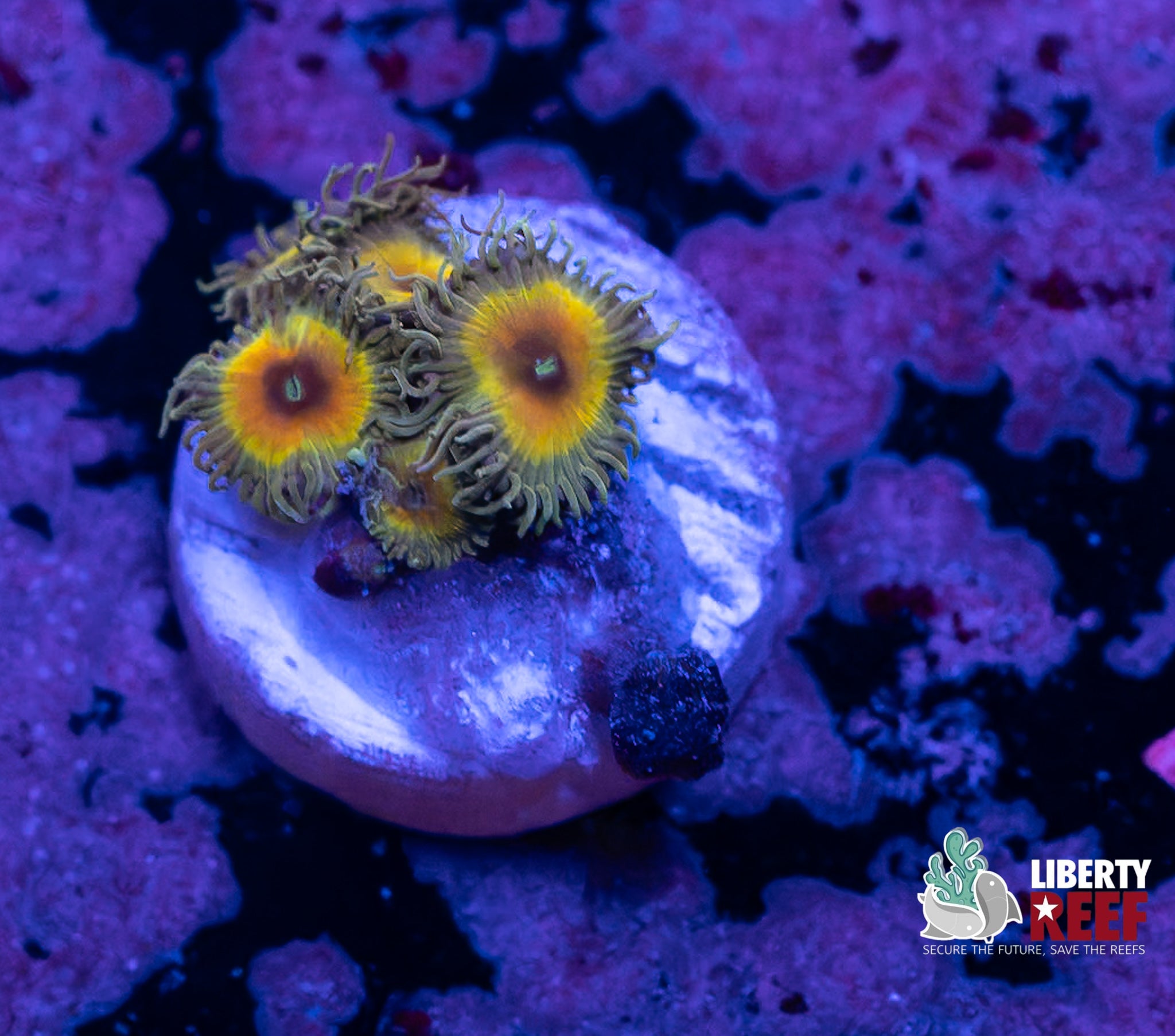 Captain Jerk Paly’s