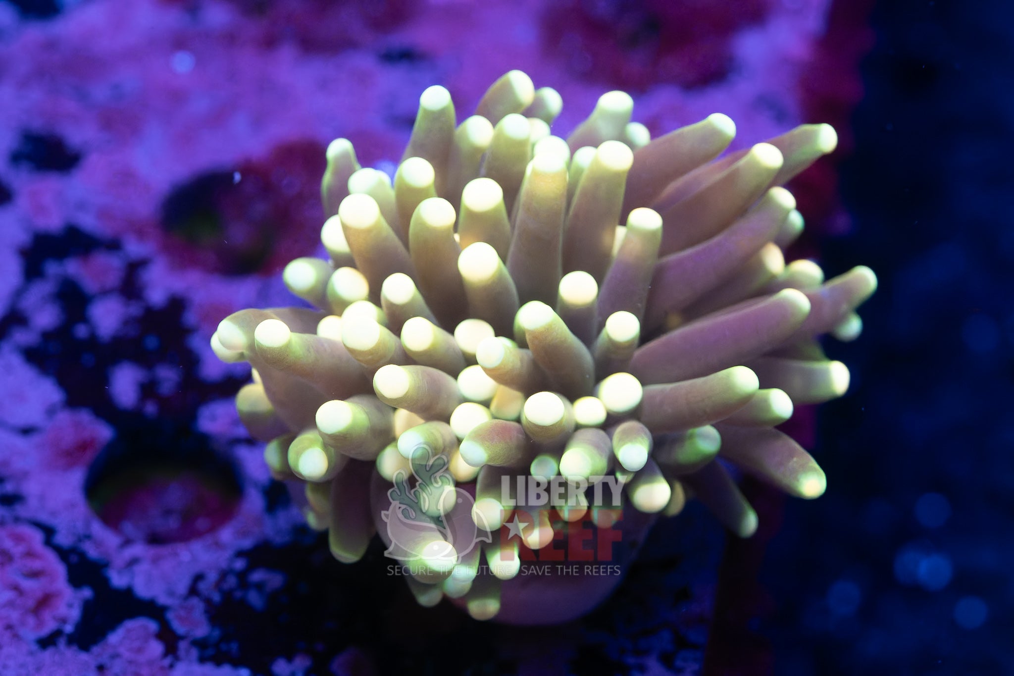 10/25 Online Auction