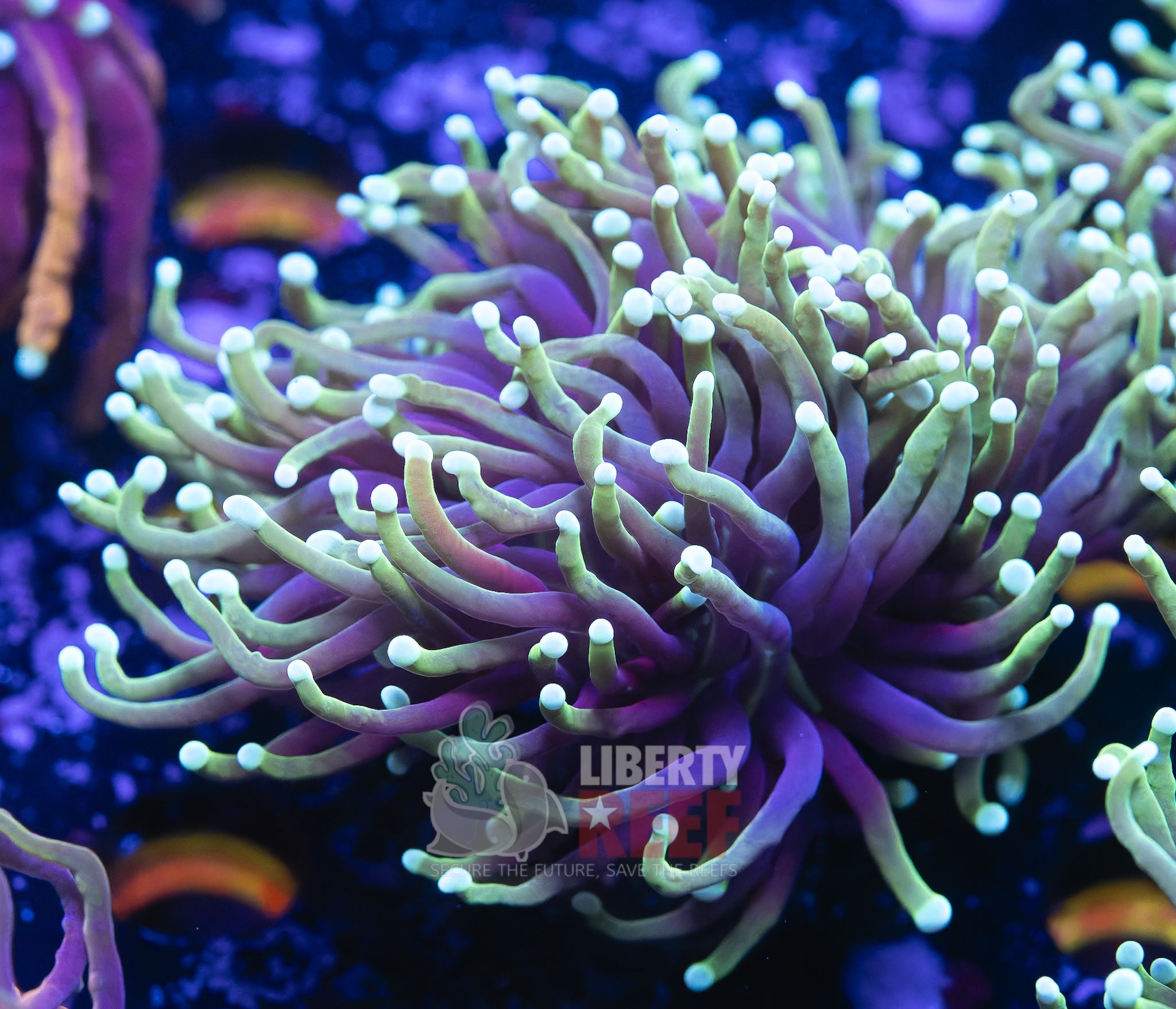 10/25 Online Auction