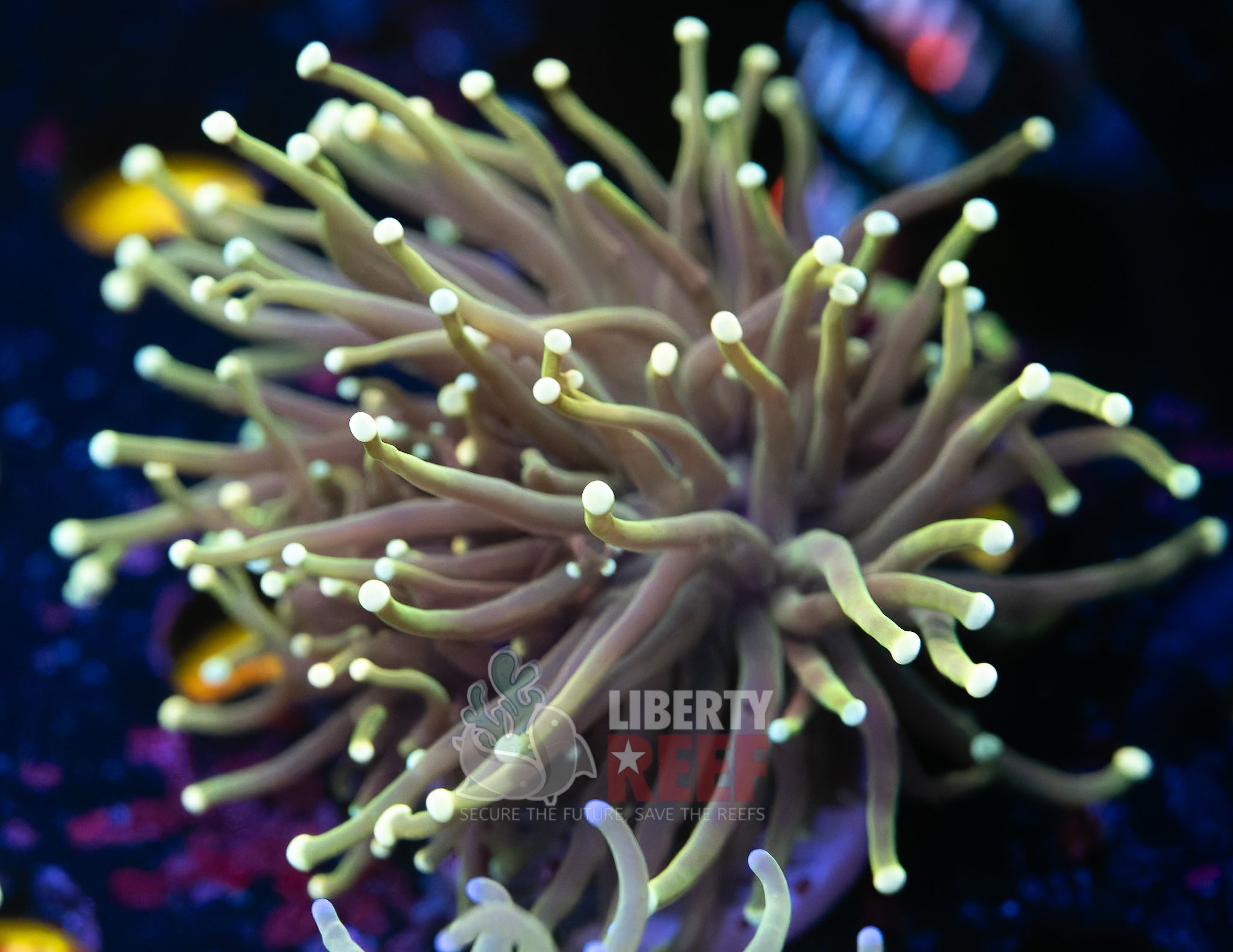 10/25 Online Auction