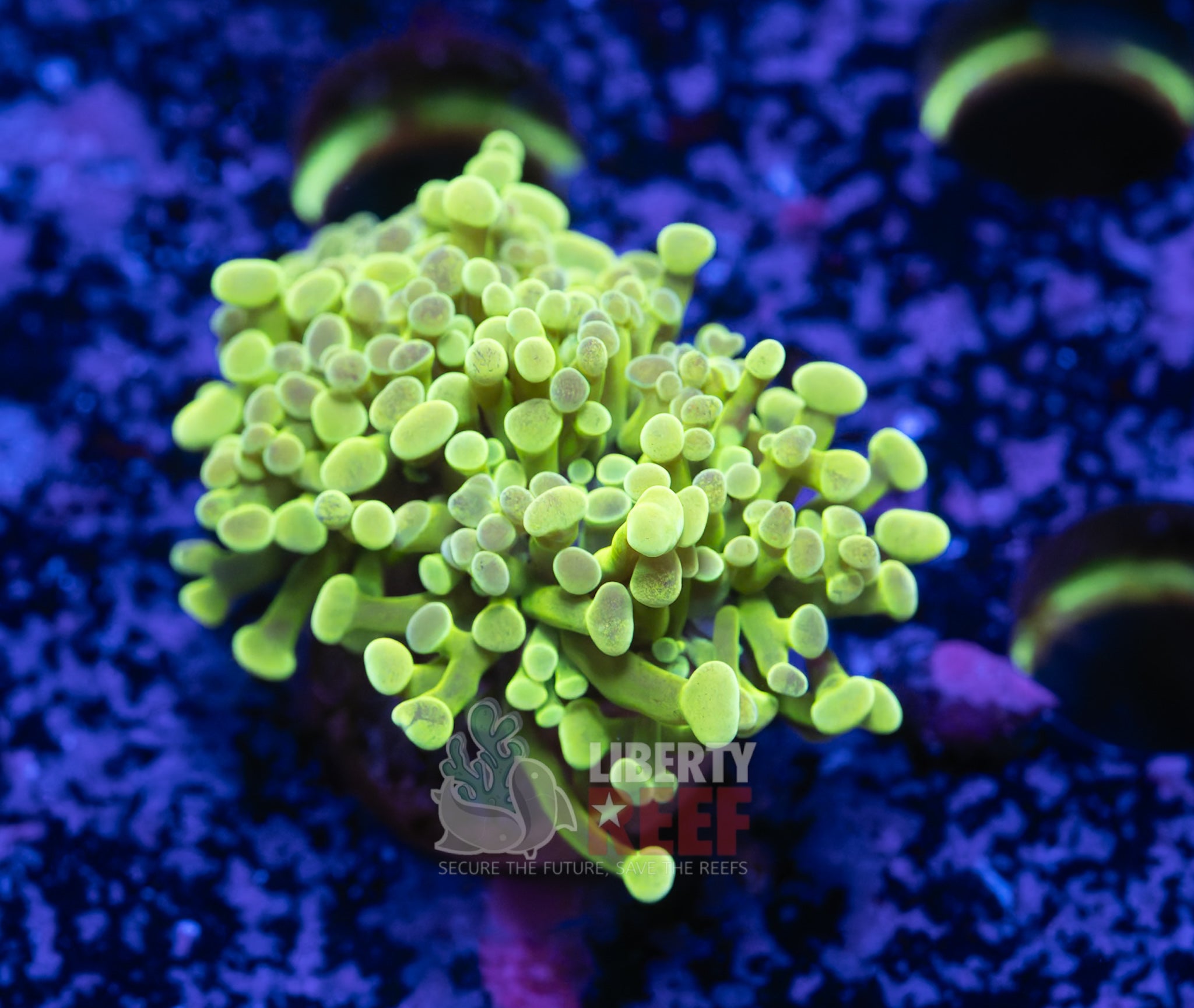 10/25 Online Auction