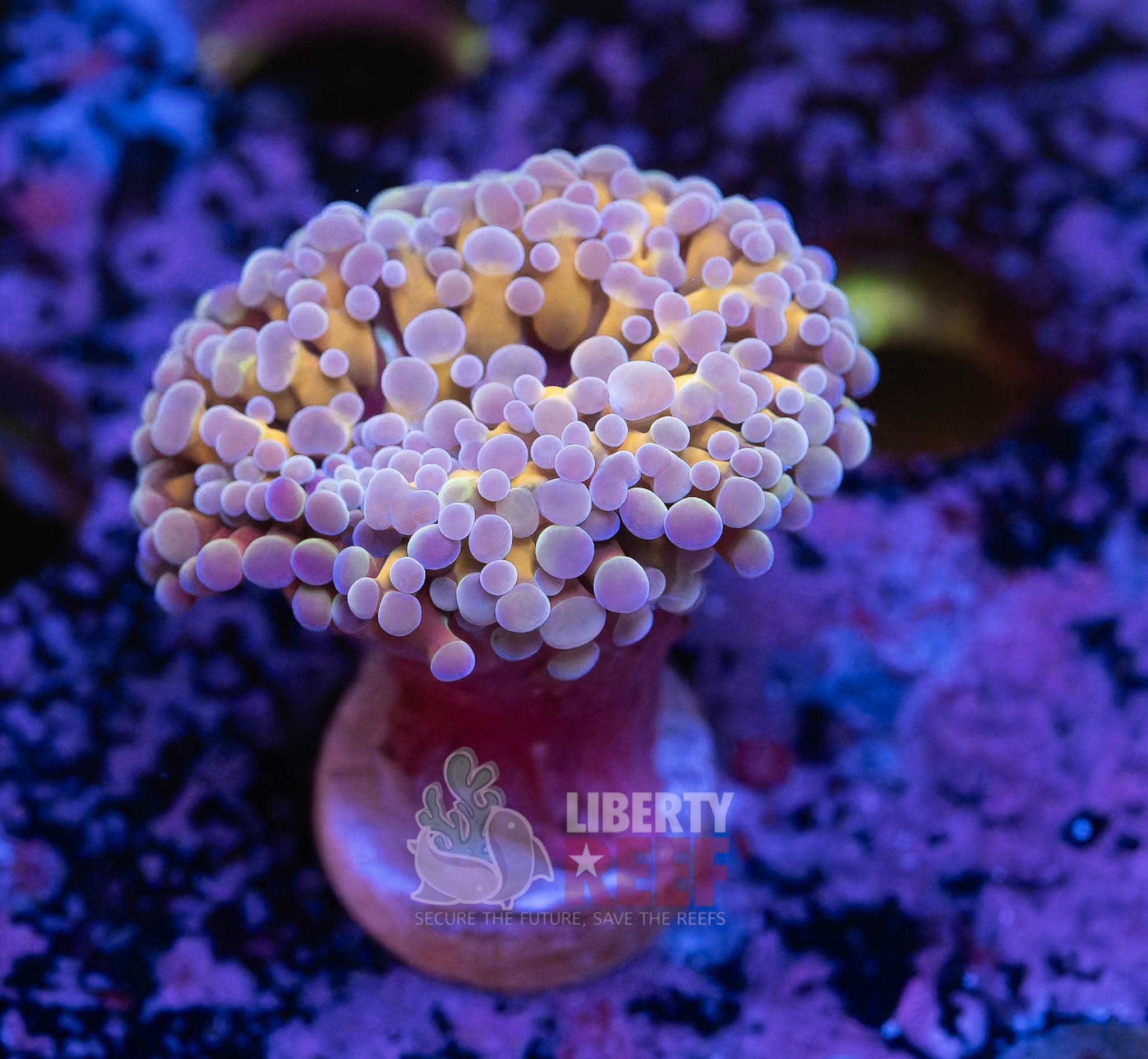 10/25 Online Auction