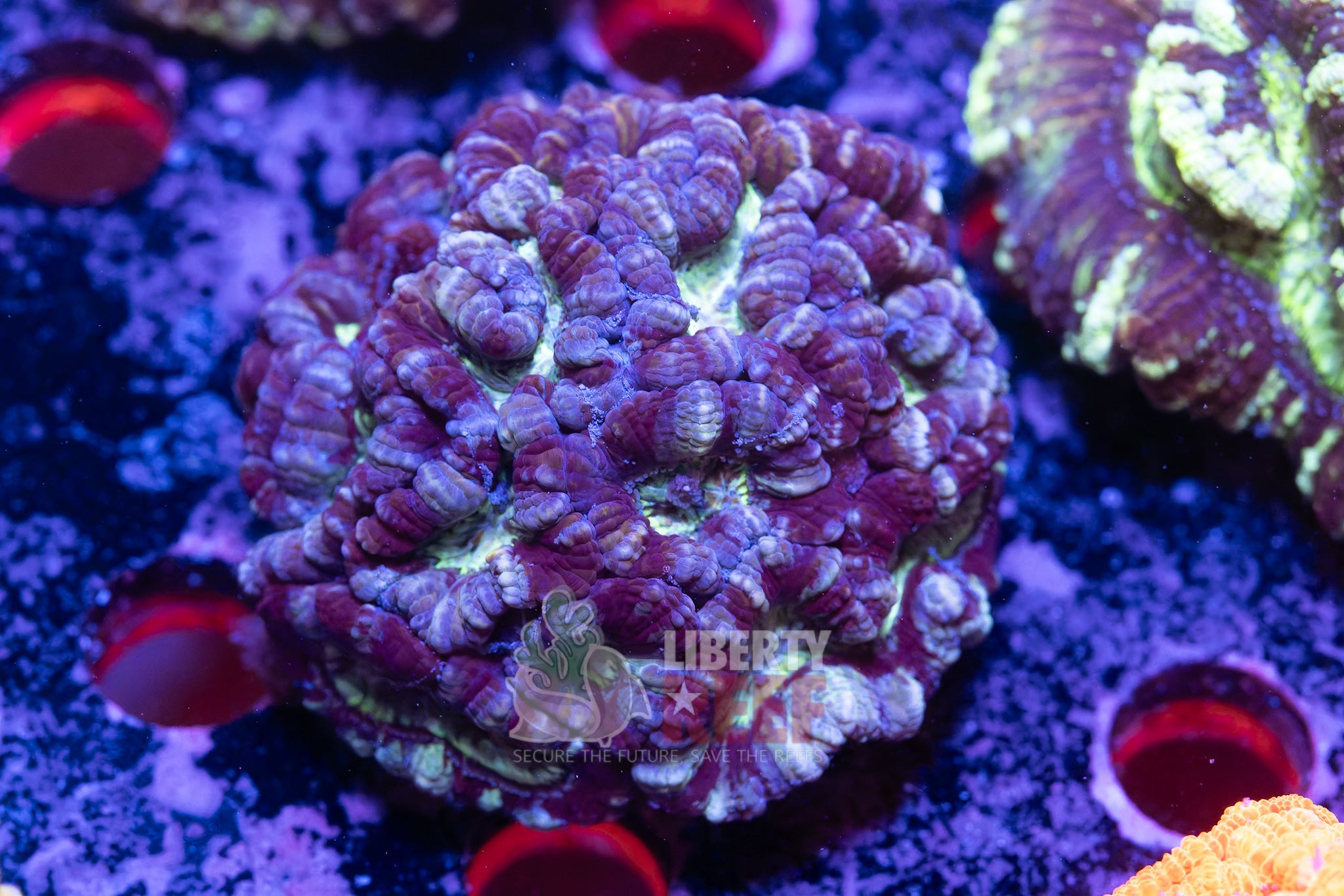 10/25 Online Auction