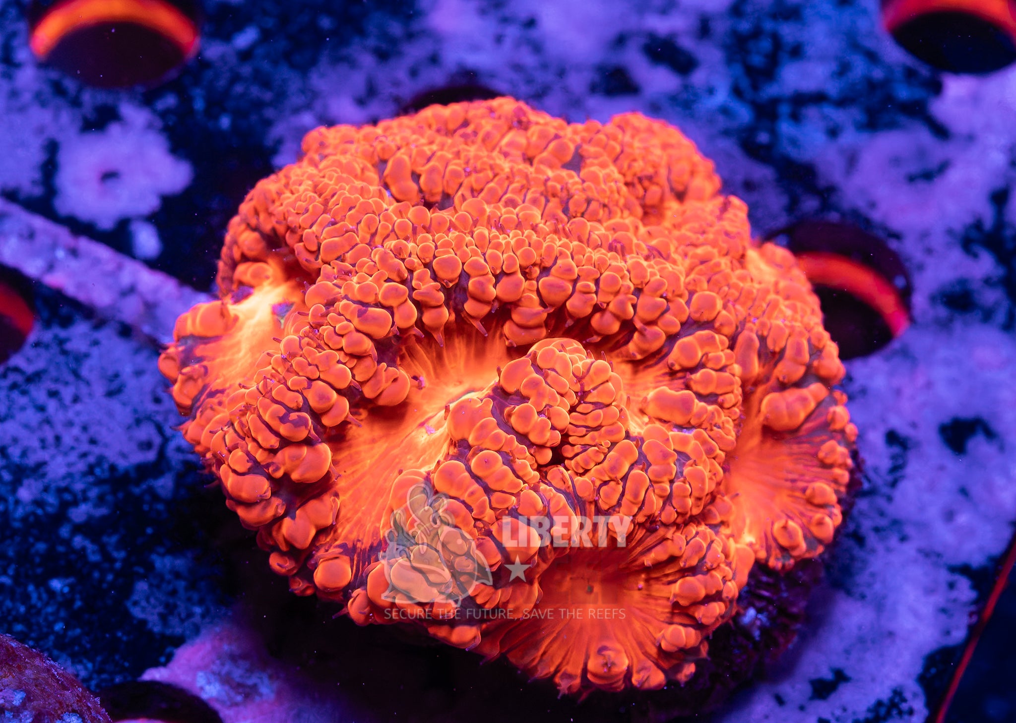 10/25 Online Auction