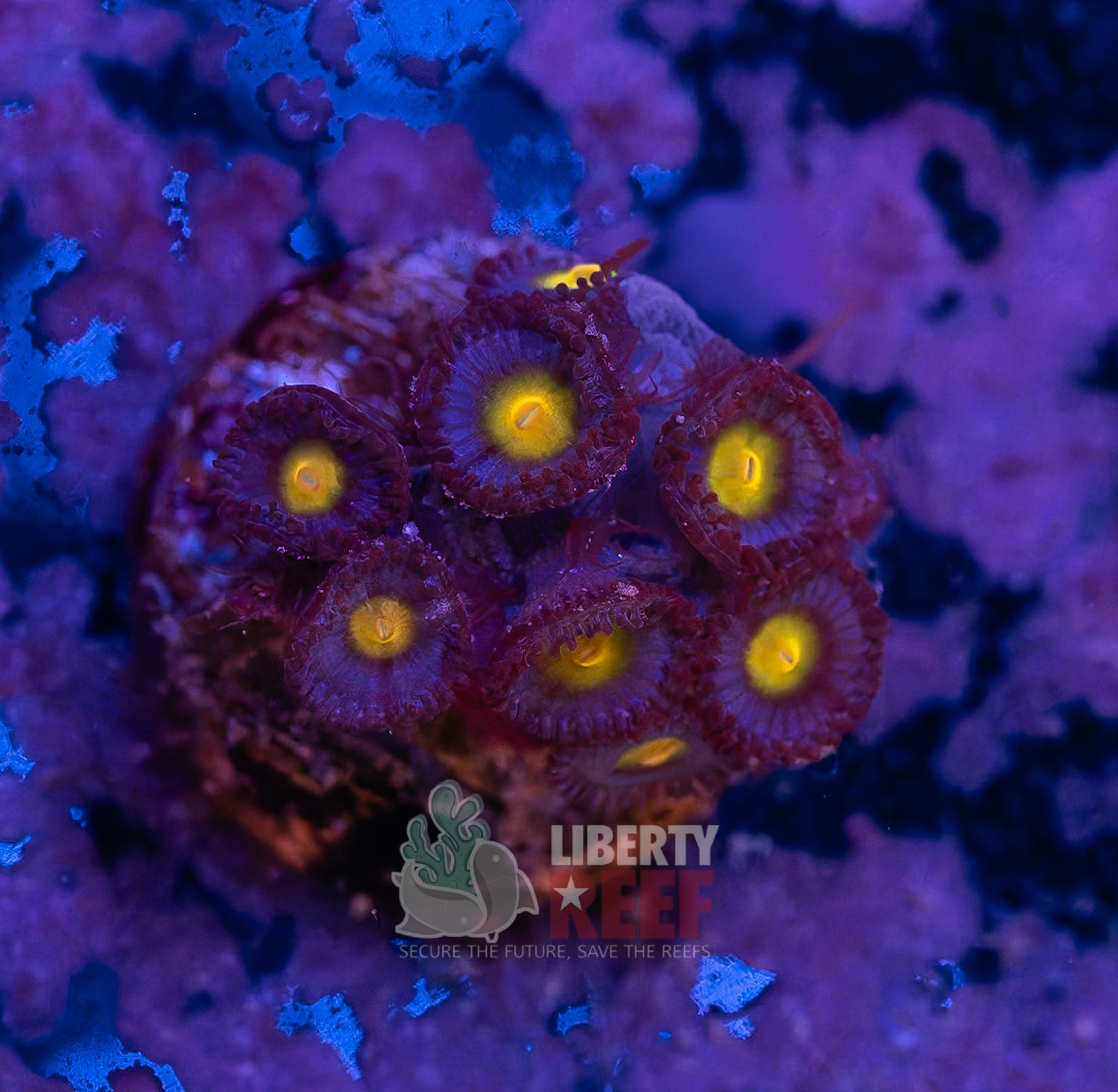 AOI Zoas