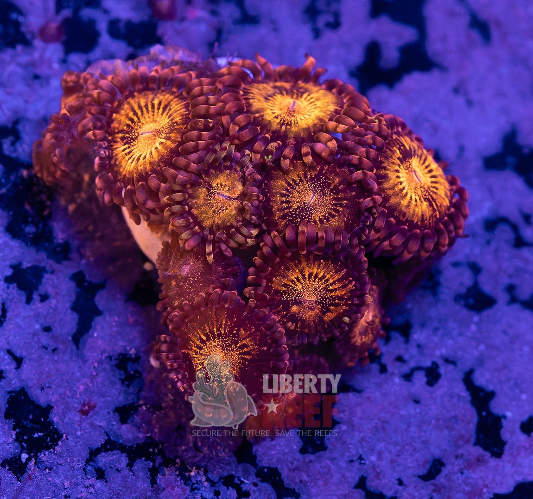 10/25 Online Auction