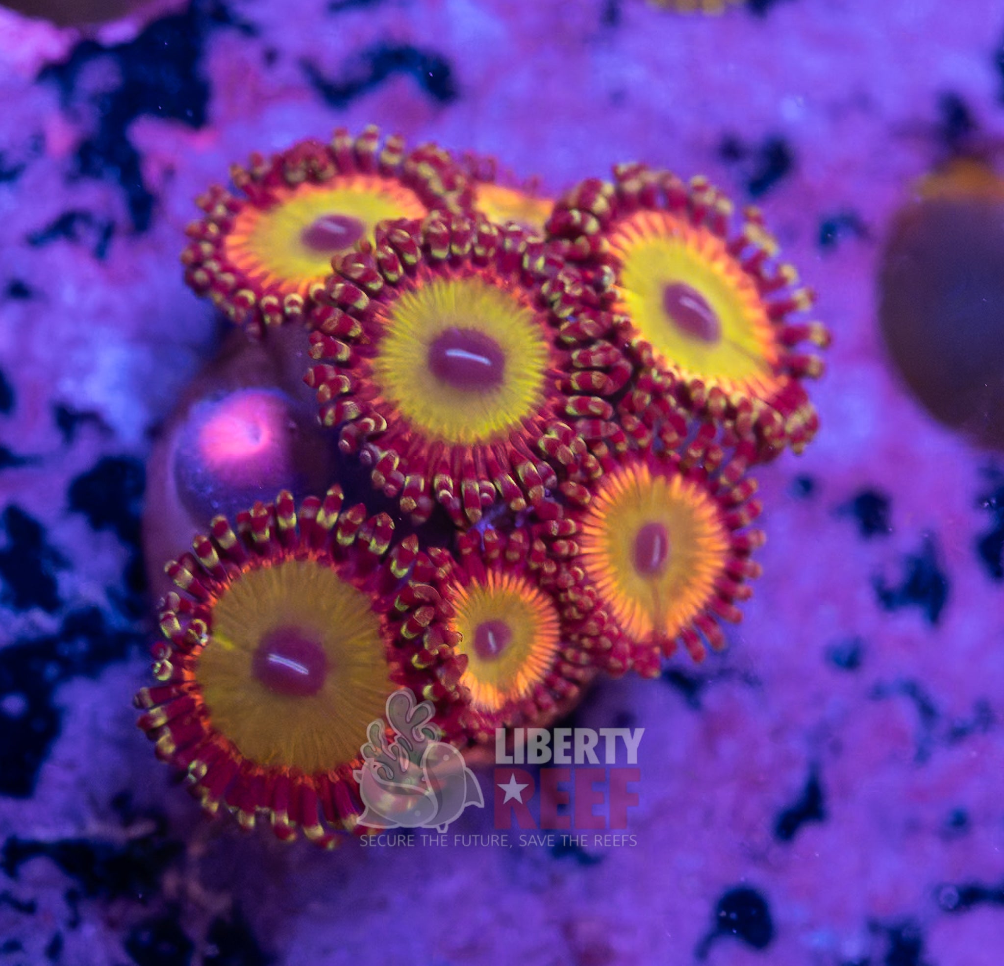 10/25 Online Auction