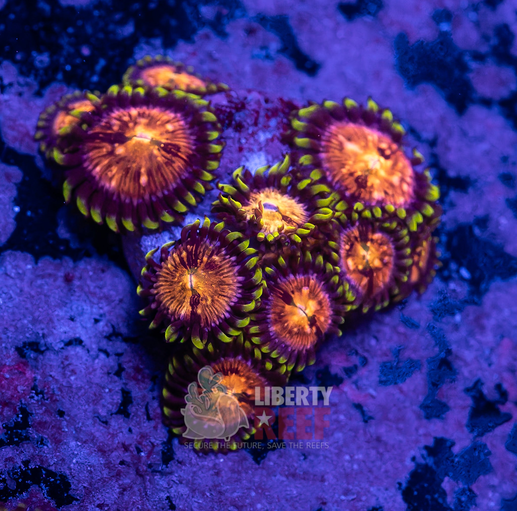 10/25 Online Auction