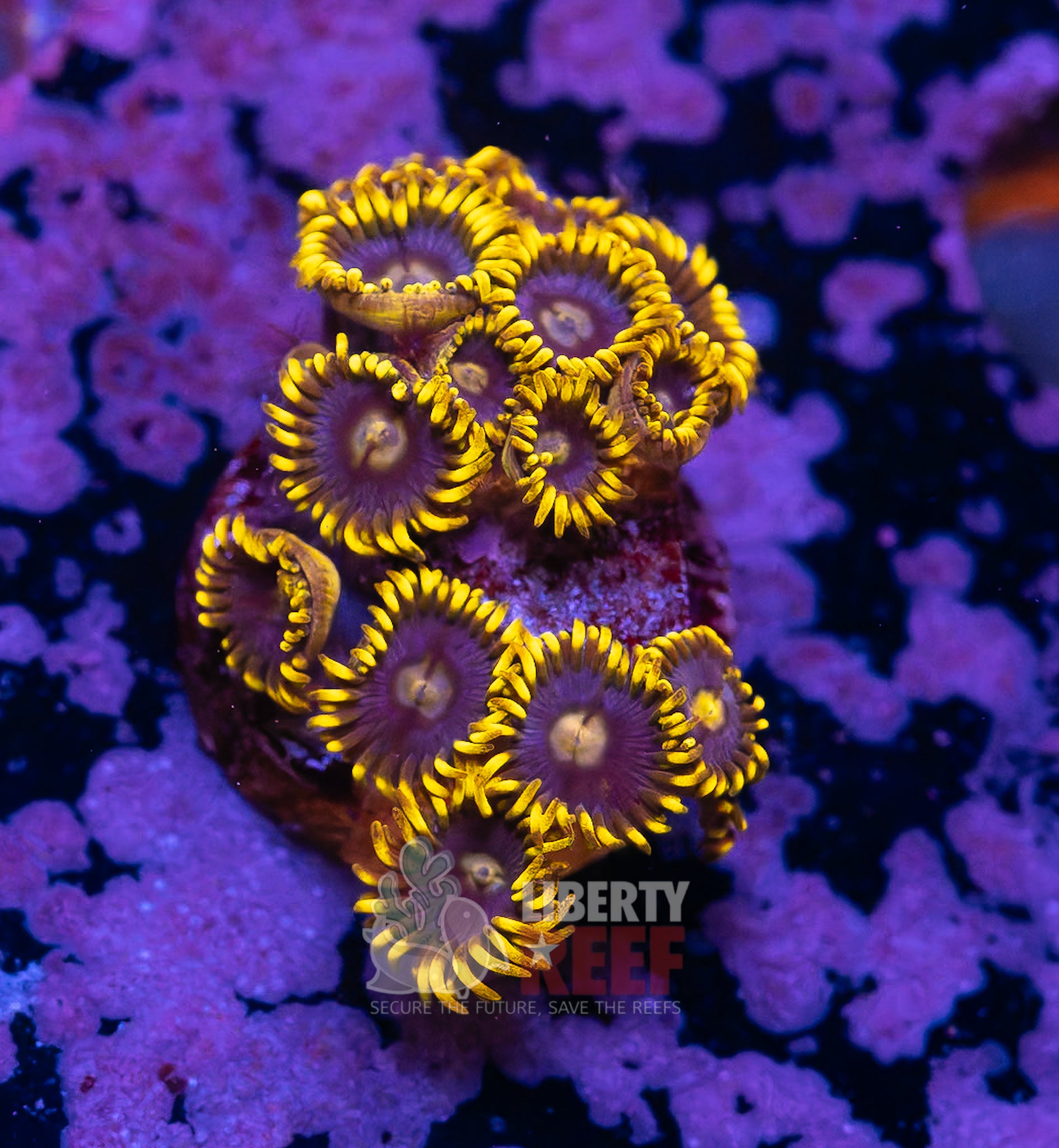 10/25 Online Auction