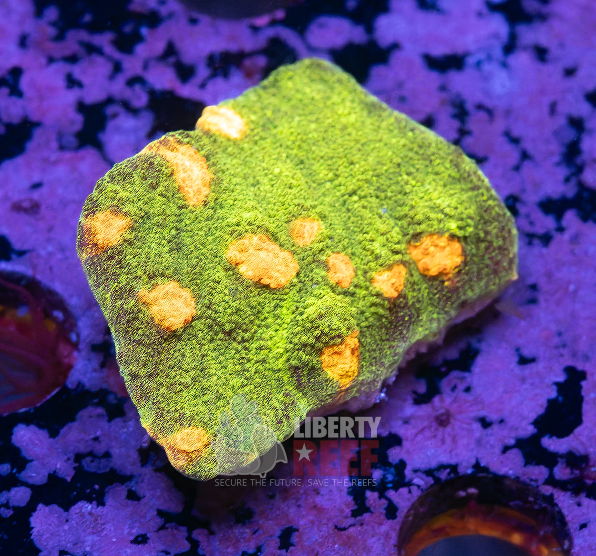 10/25 Online Auction