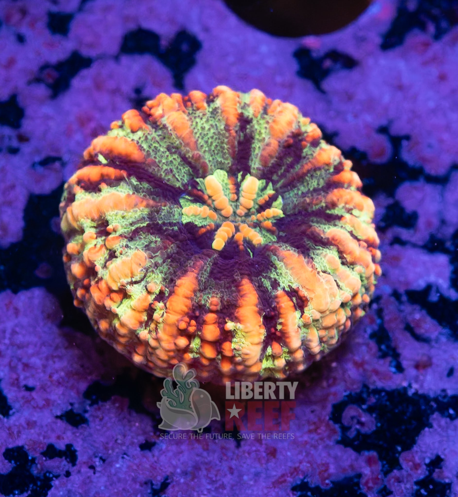 10/25 Online Auction