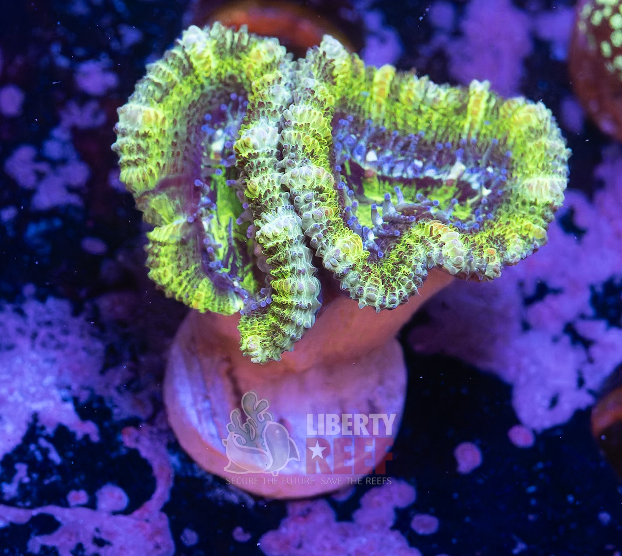 10/25 Online Auction