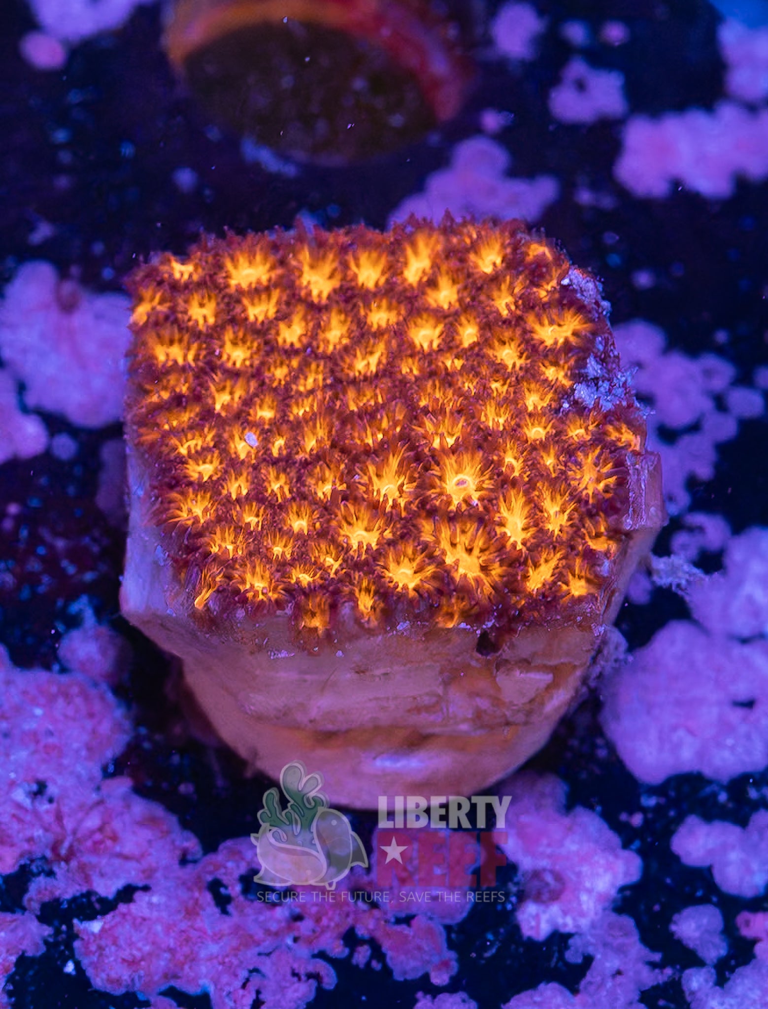 10/25 Online Auction