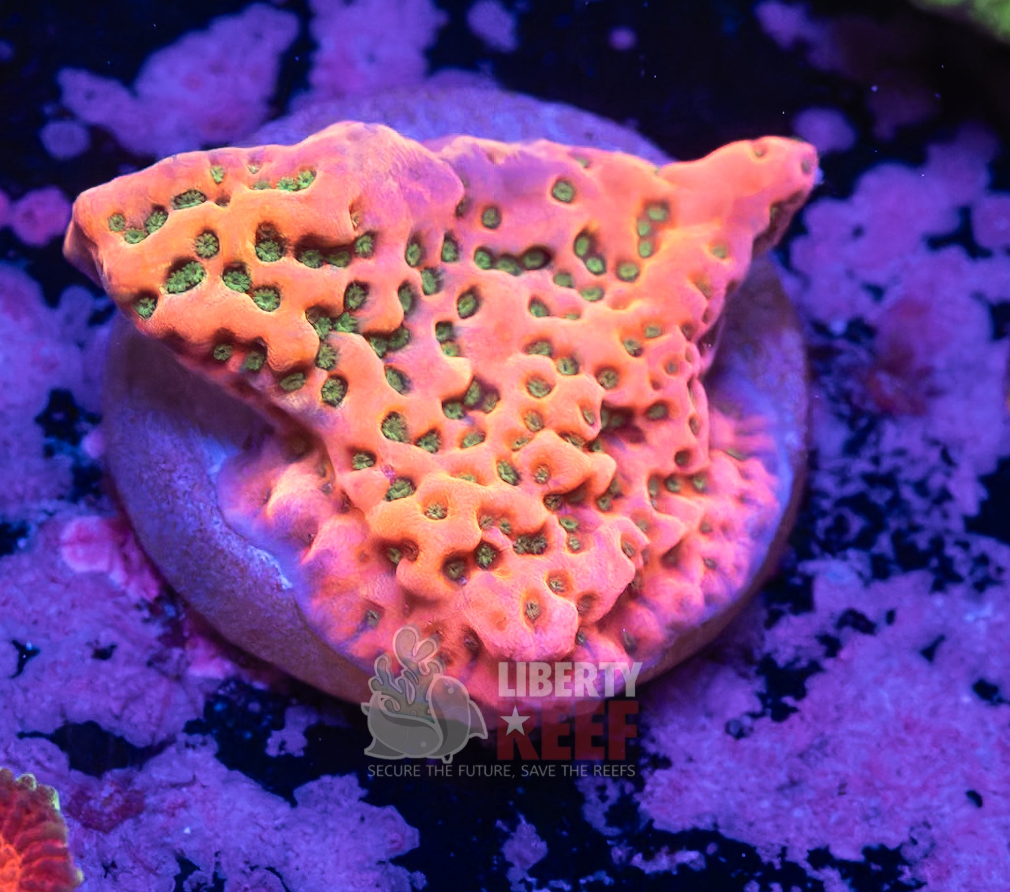 10/25 Online Auction