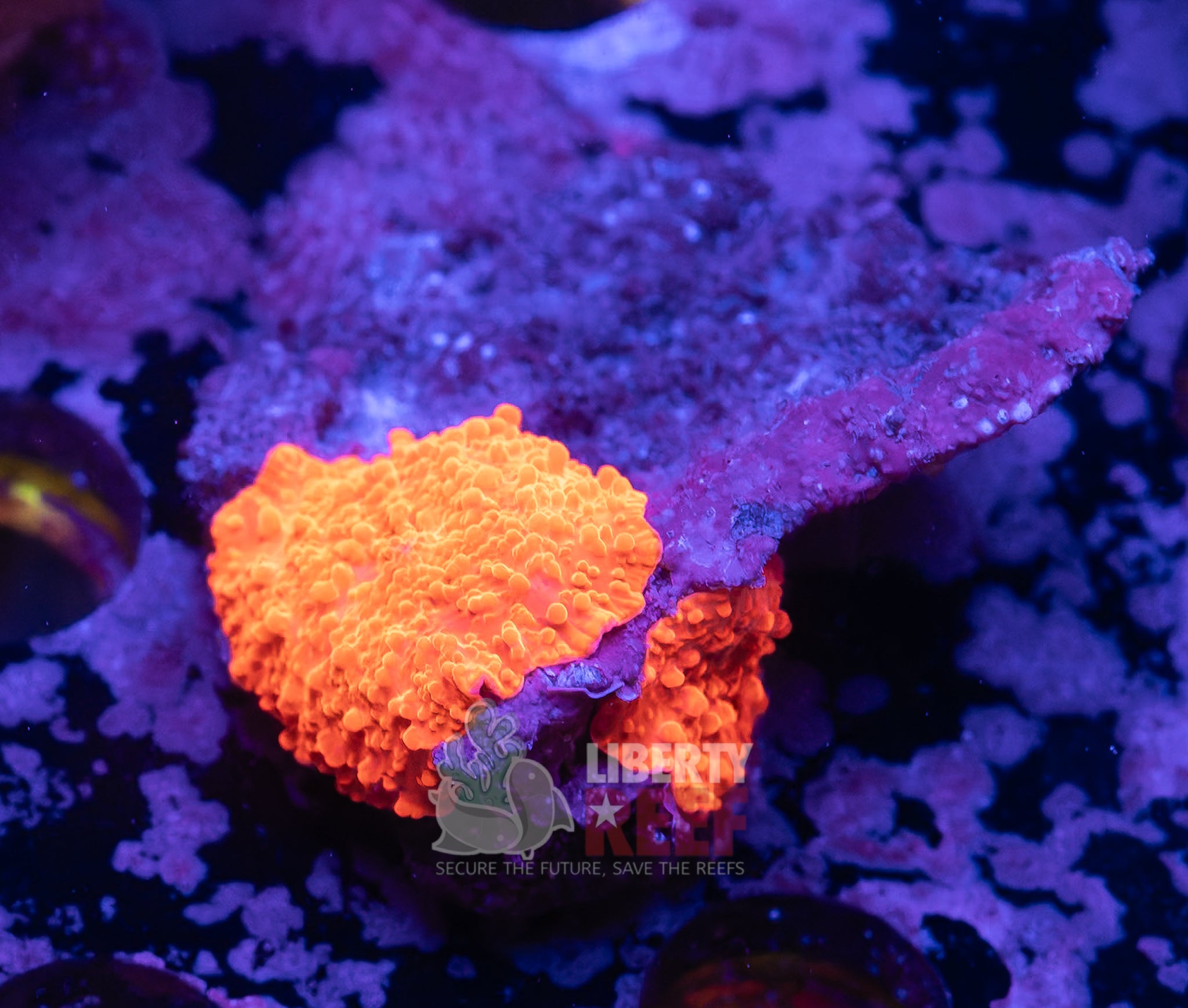 10/25 Online Auction