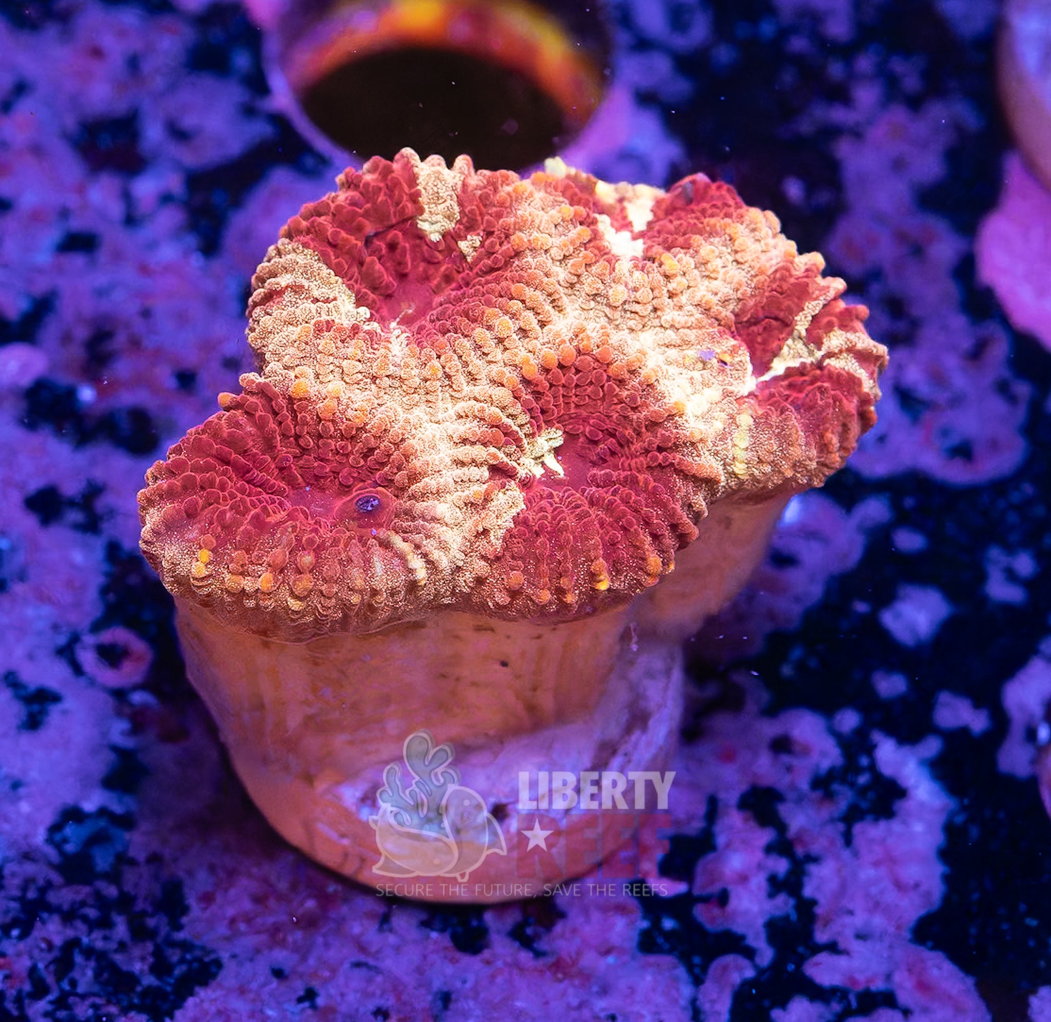 10/25 Online Auction