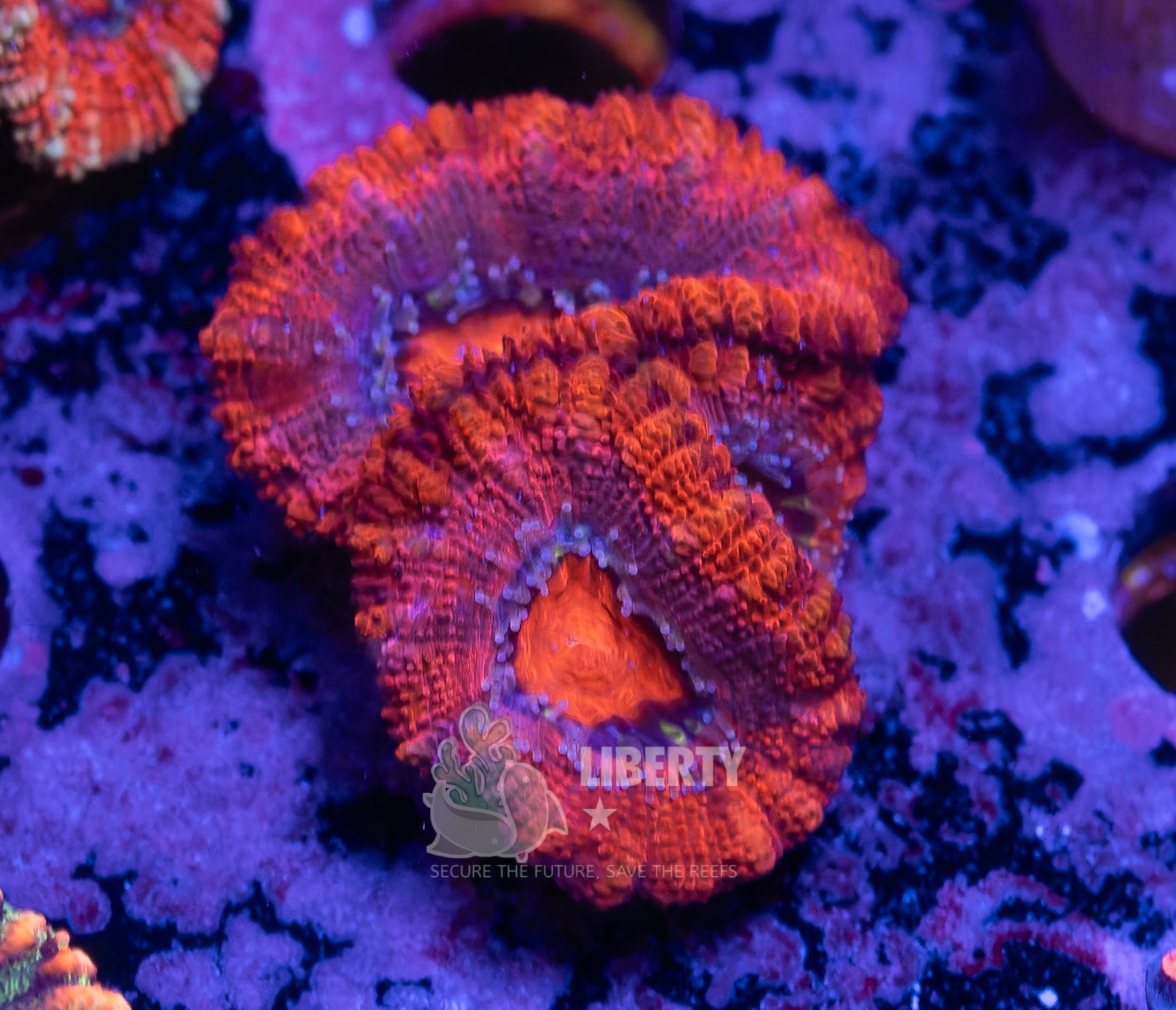 10/25 Online Auction