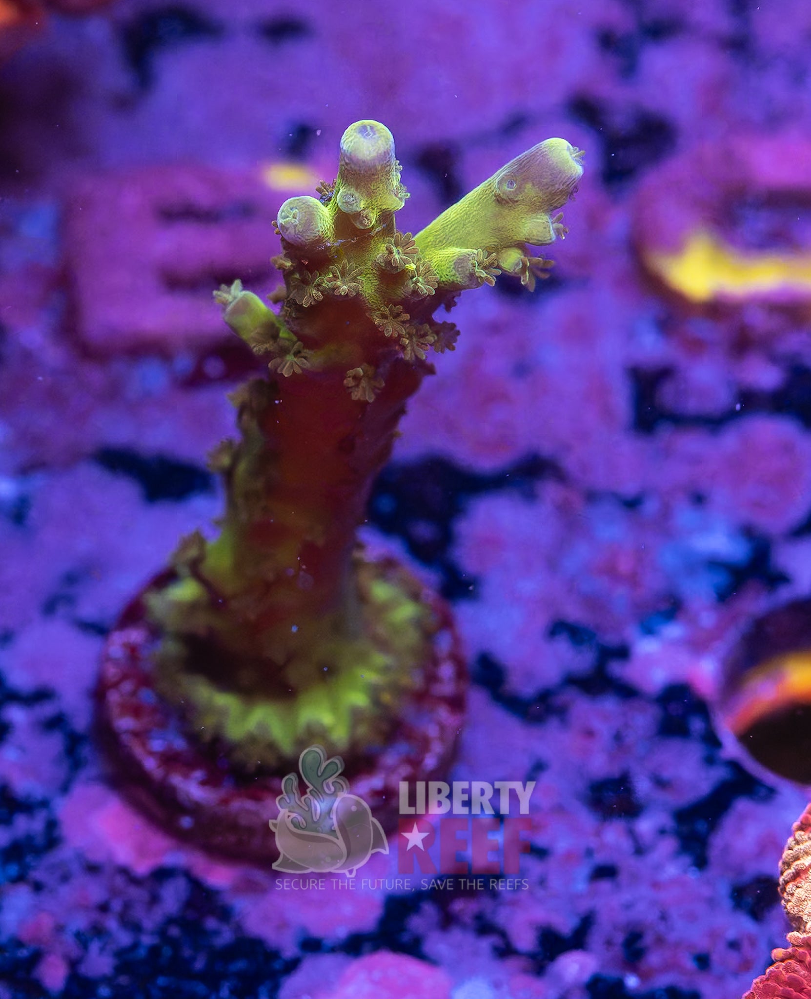 10/25 Online Auction