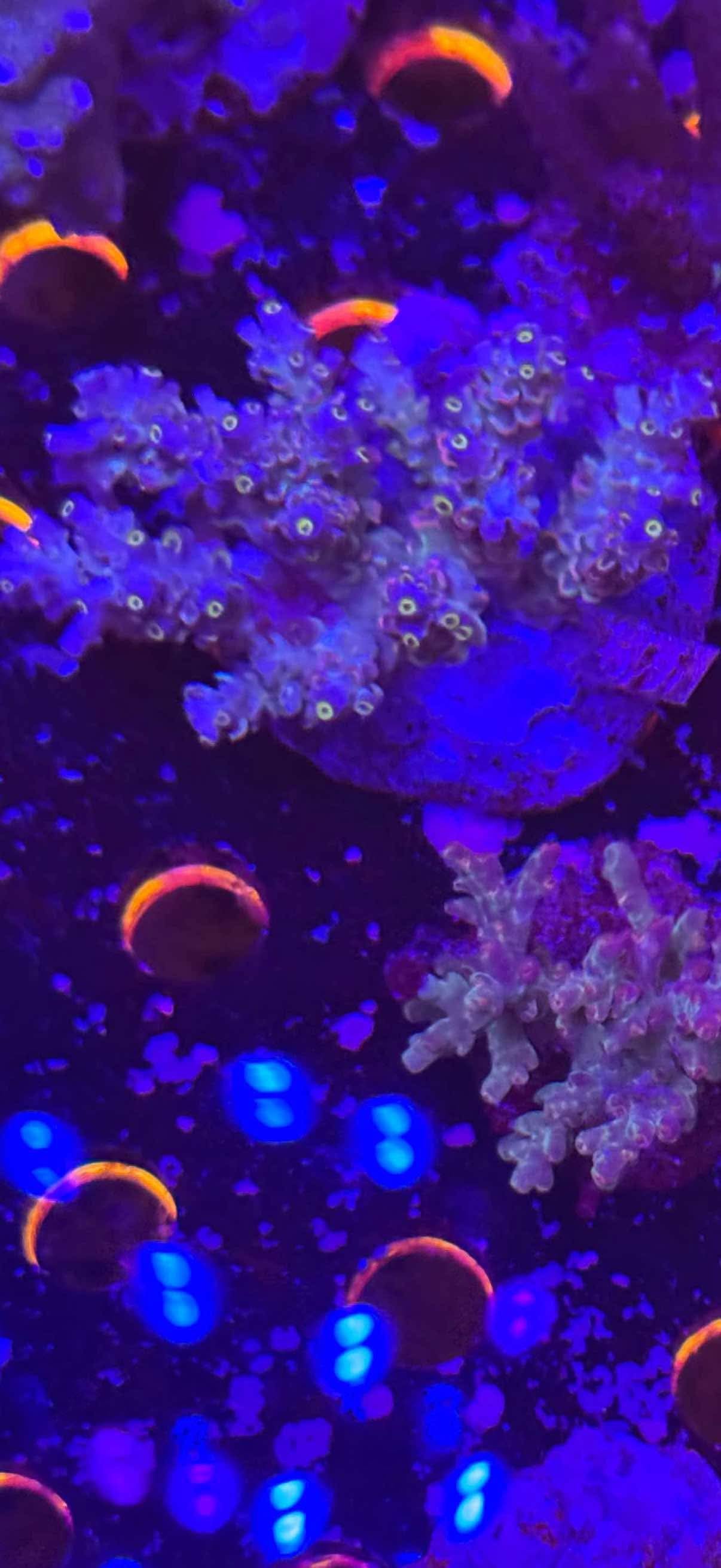 4 WYSIWYG Acro Colonies