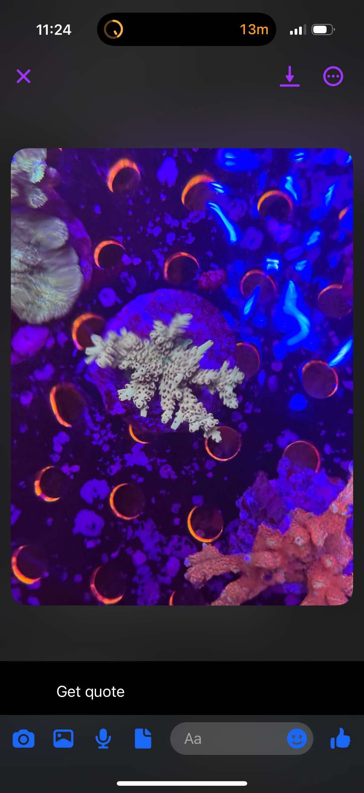 4 WYSIWYG Acro Colonies